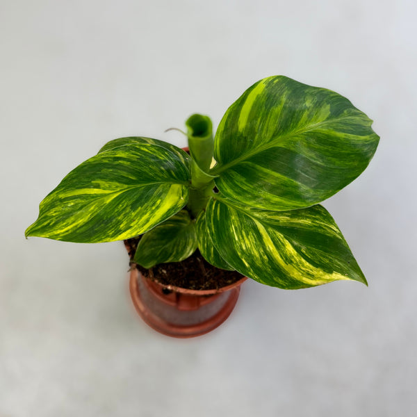 MusaYellow'Variegated'ムサイエローバリエガタ極黄斑入ラス① Musa-Aurea-Variegata-Downtown-