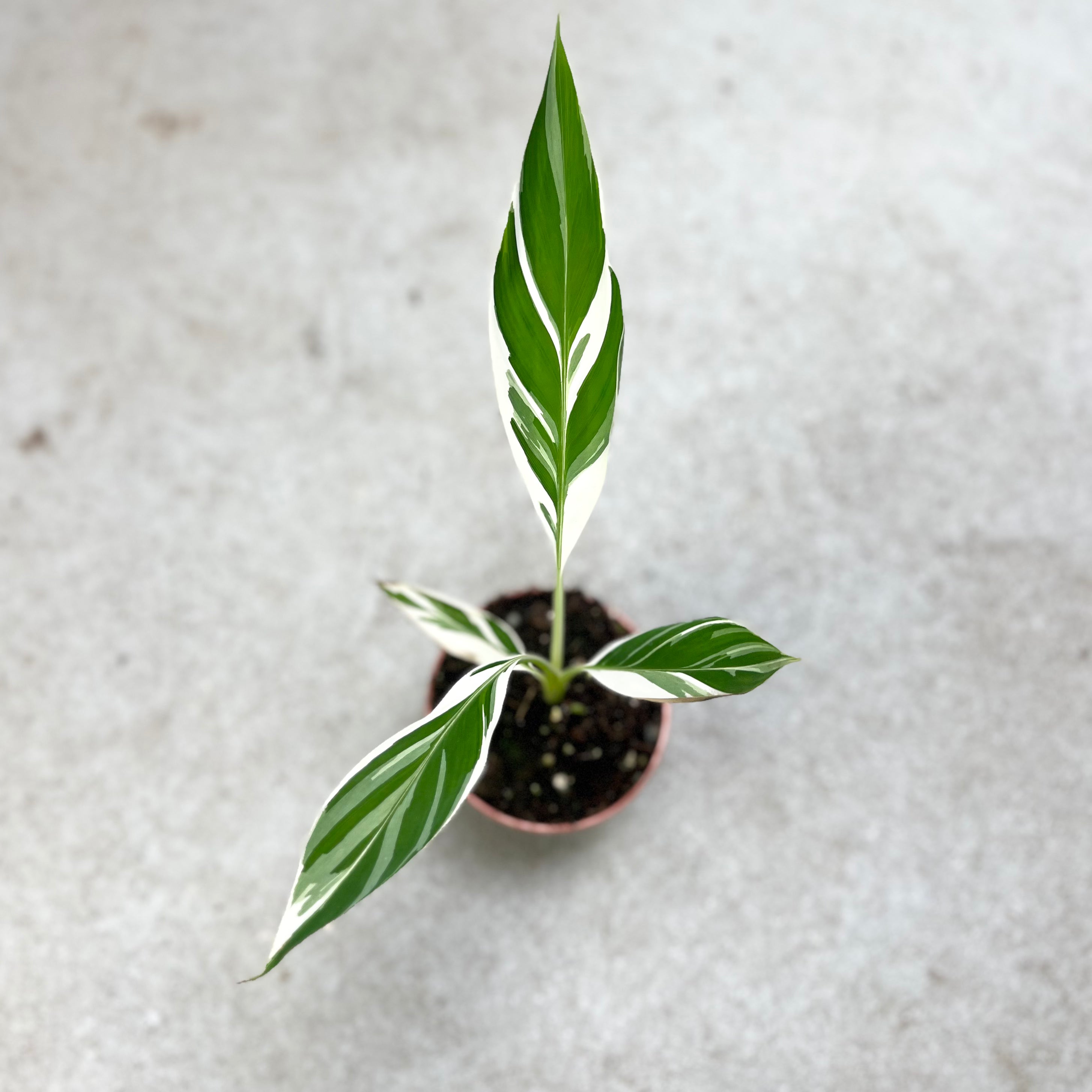 Musa Florida Variegata - Downtown Plant Club