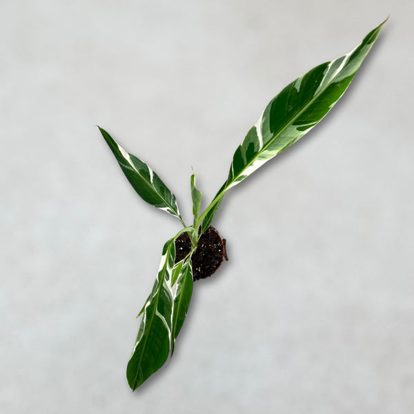 その他観葉植物 Musa Florida variegated Variegated Musa Florida Banana Tree - Rare Exotic Tropical