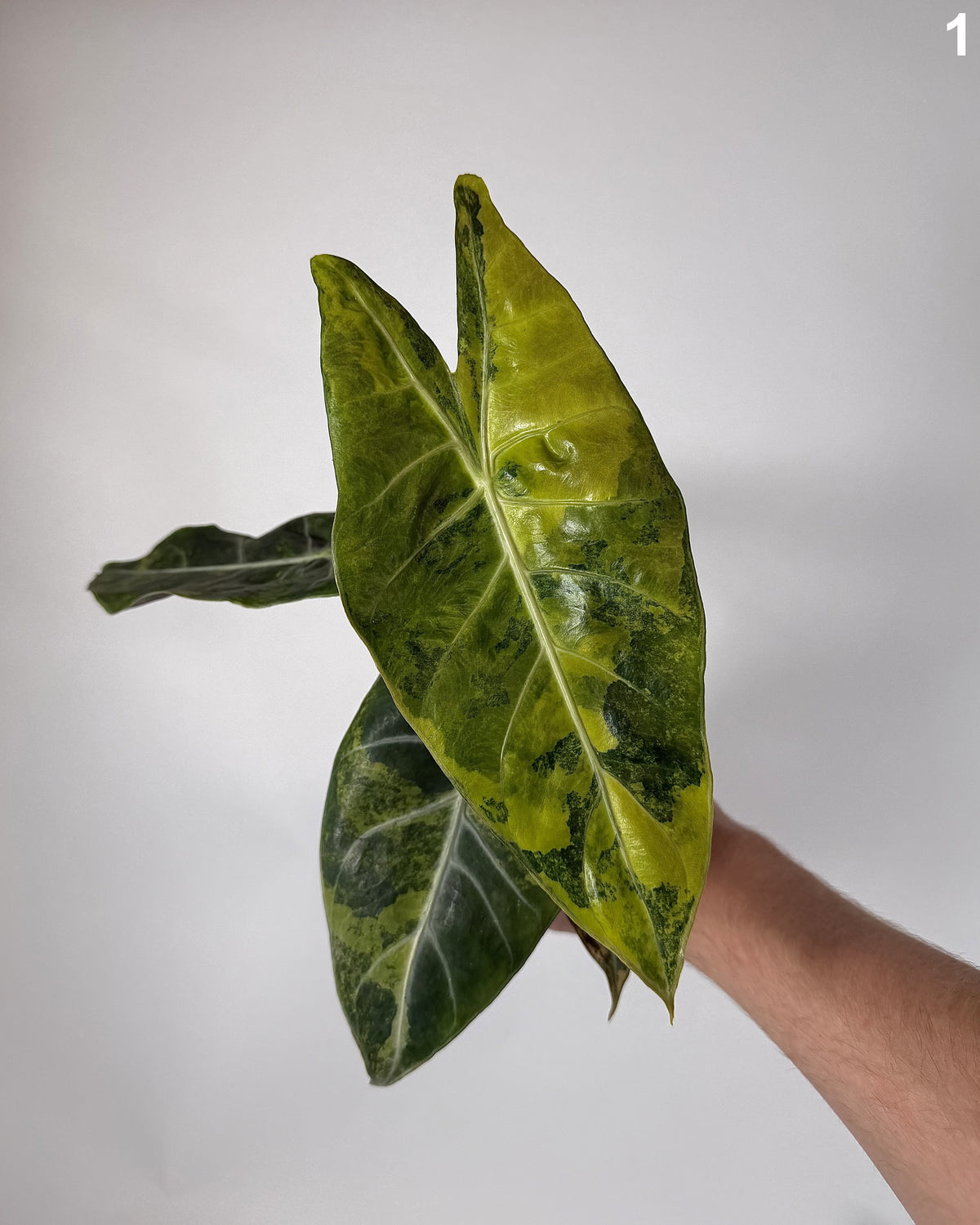 Alocasia Nairobi Nights Aurea WW
