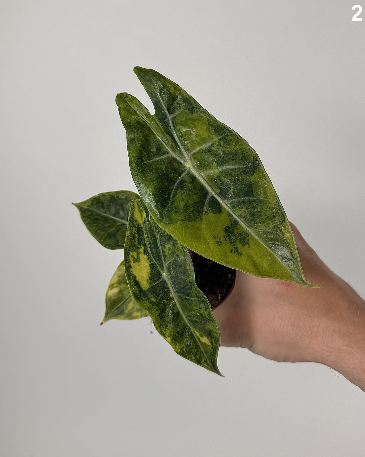 Alocasia Nairobi Nights Aurea WW
