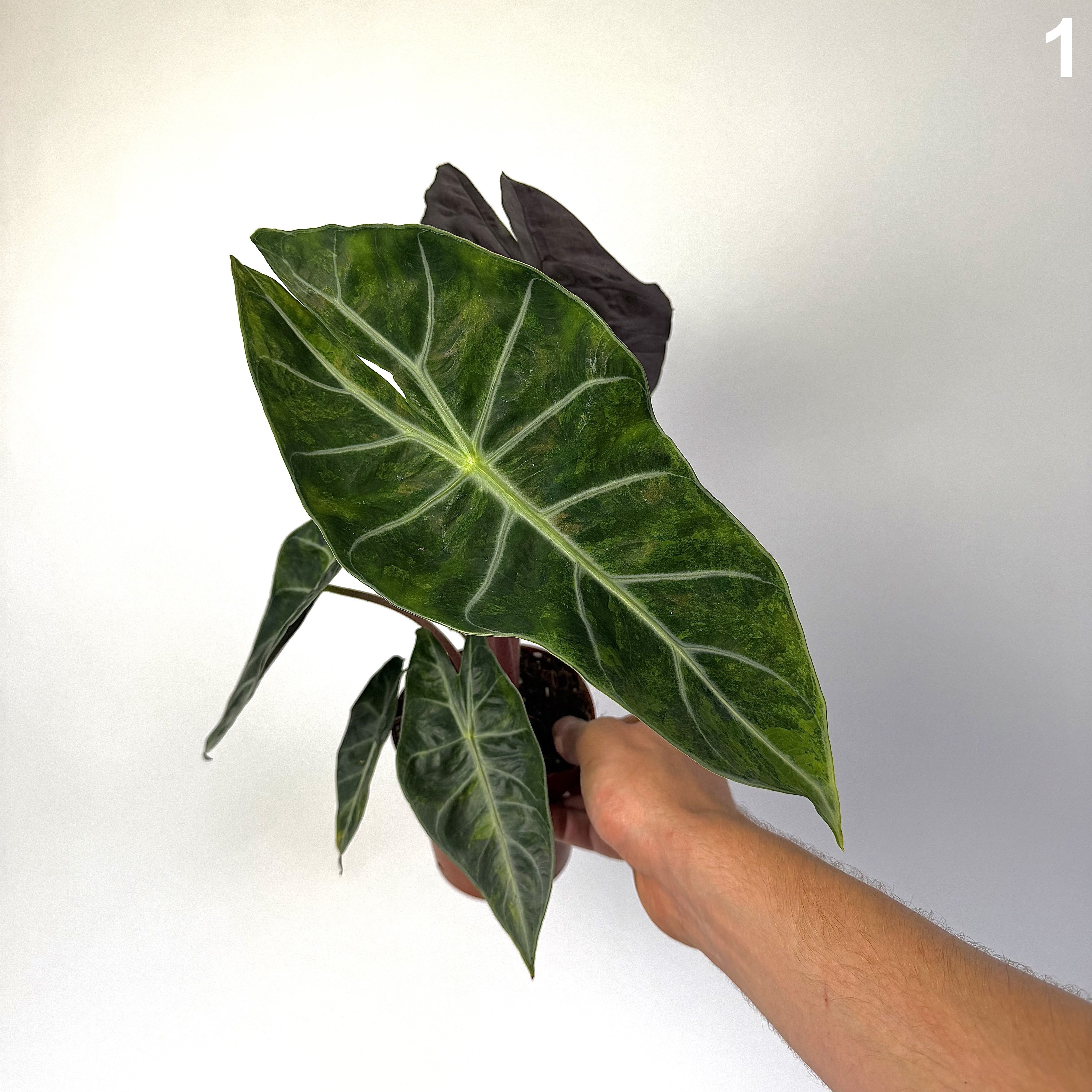 Alocasia Nairobi Nights Variegata WW