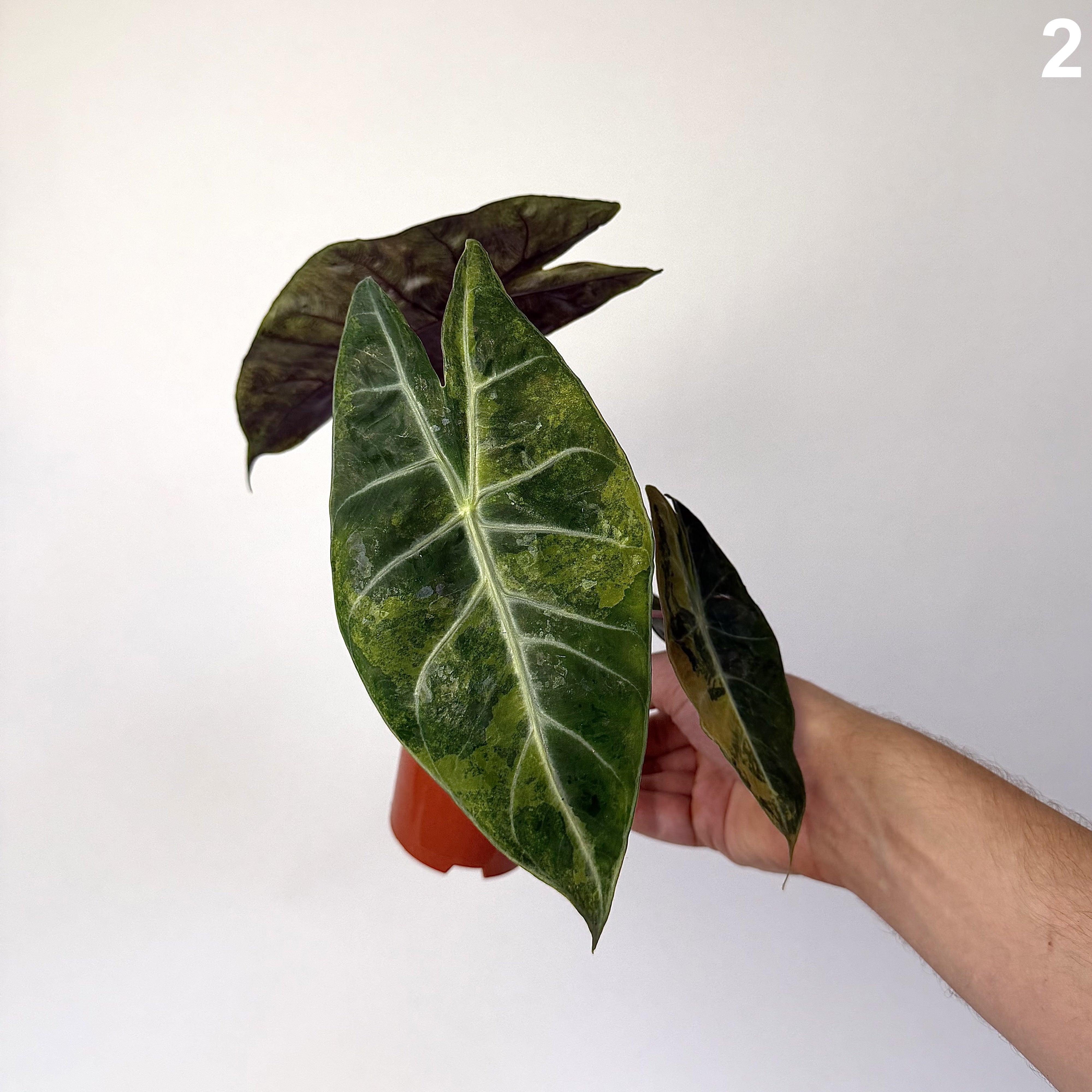 Alocasia Nairobi Nights Variegata WW
