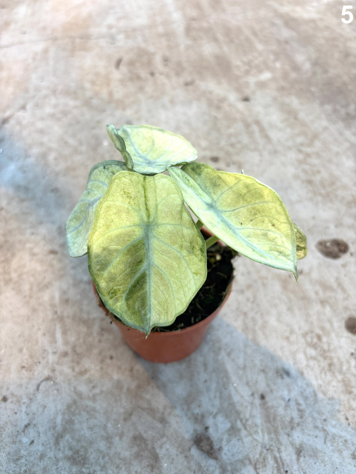 Alocasia Ninja Tricolor WW