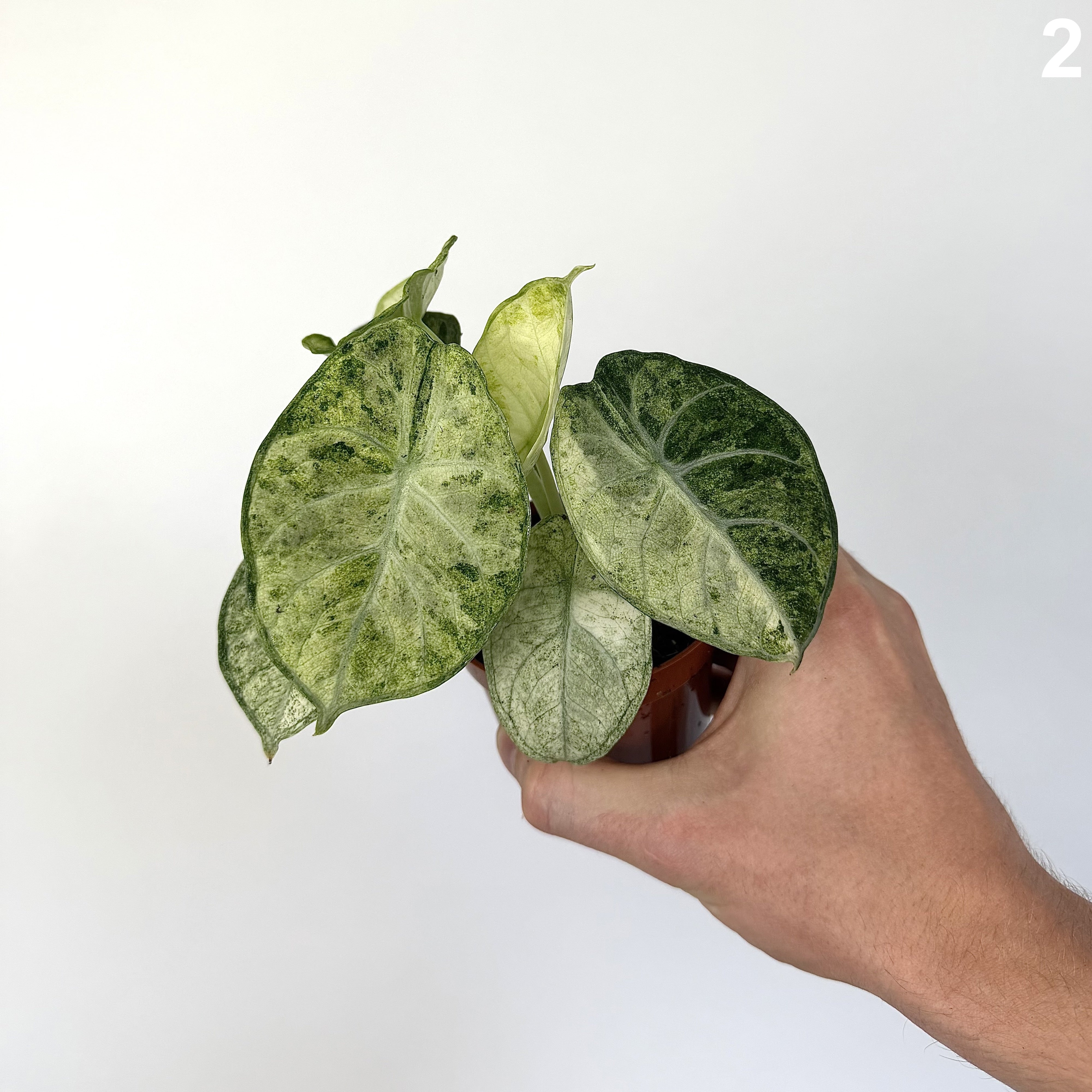 Alocasia Ninja Tricolor WW