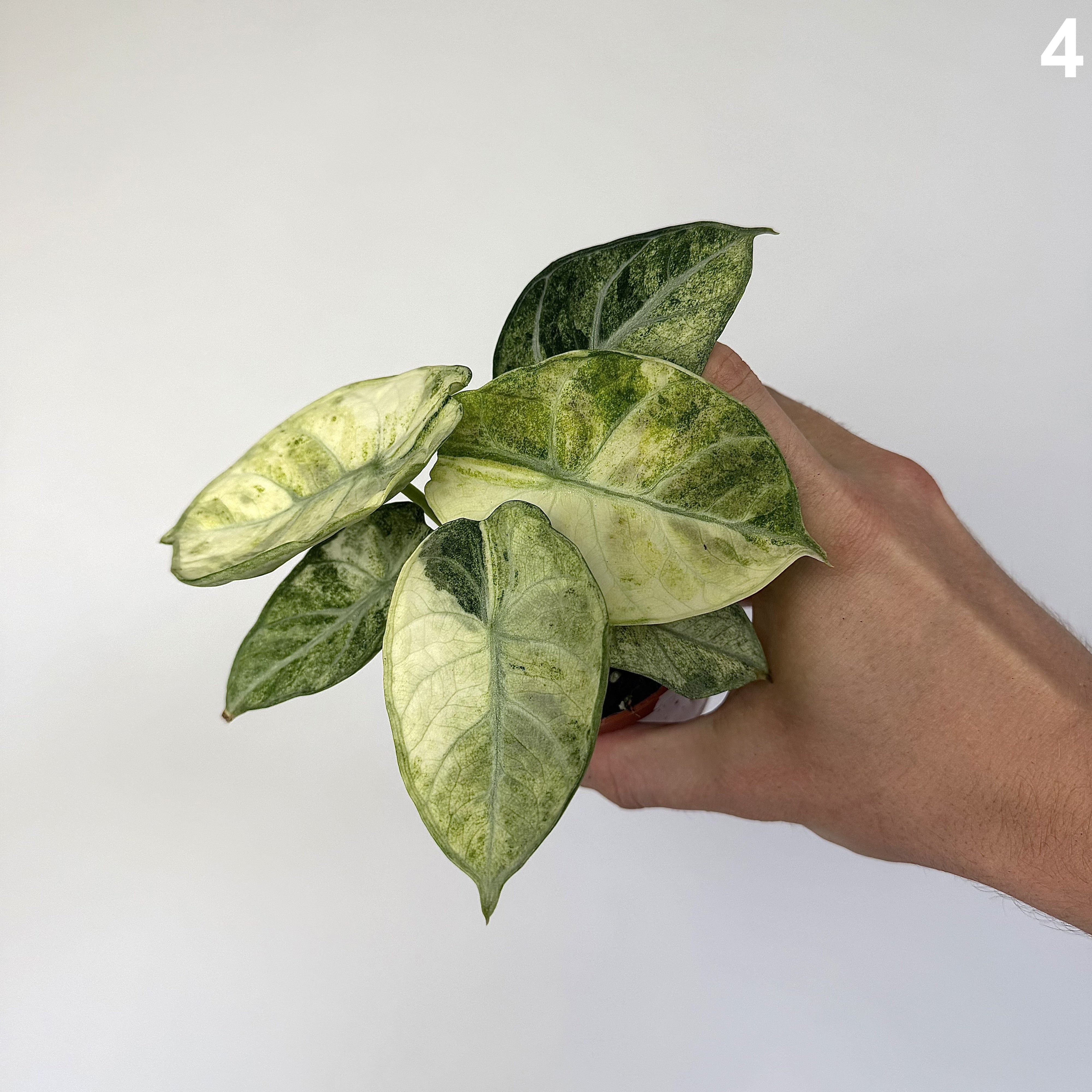 Alocasia Ninja Tricolor WW