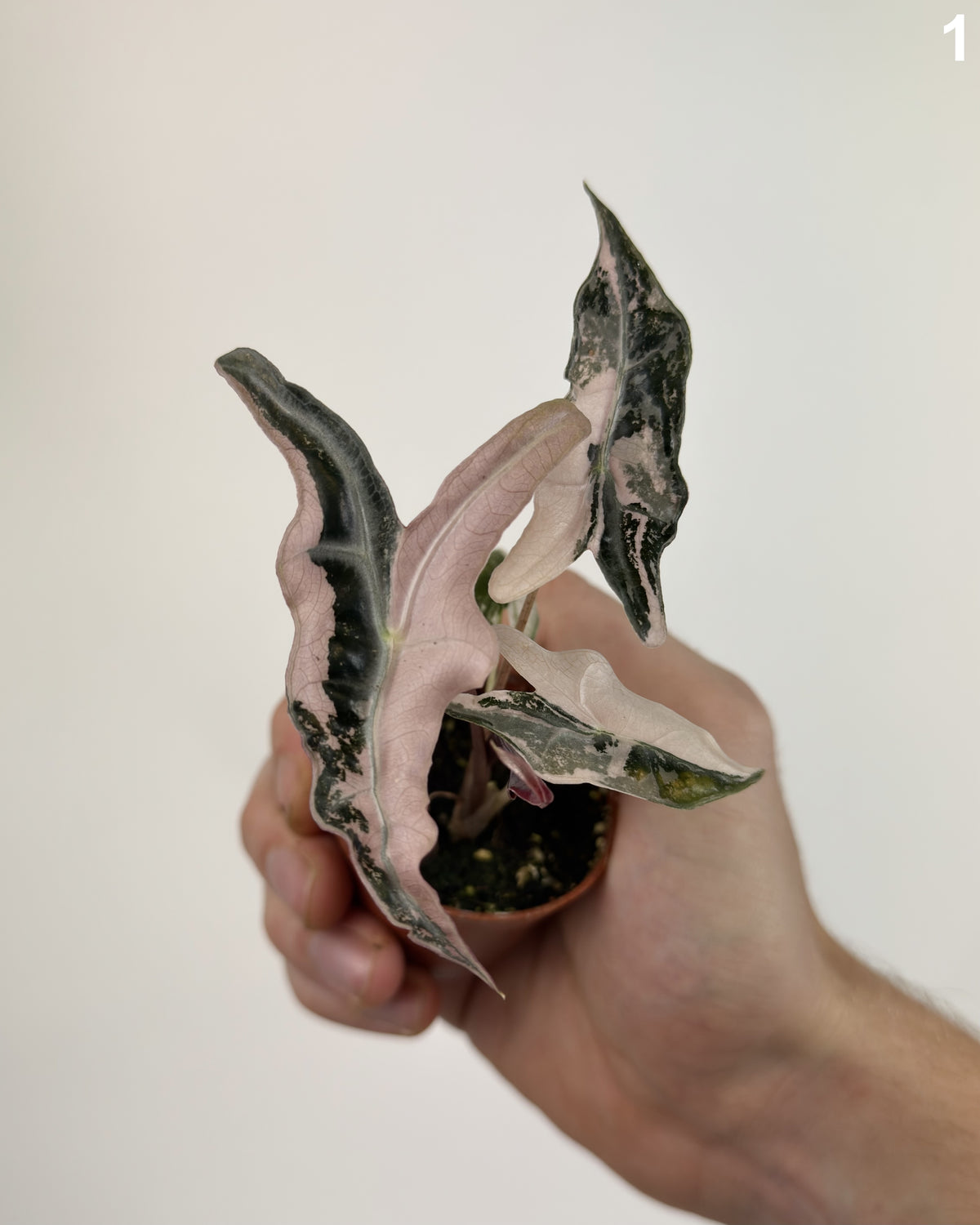 Alocasia Nobilis Pink WW