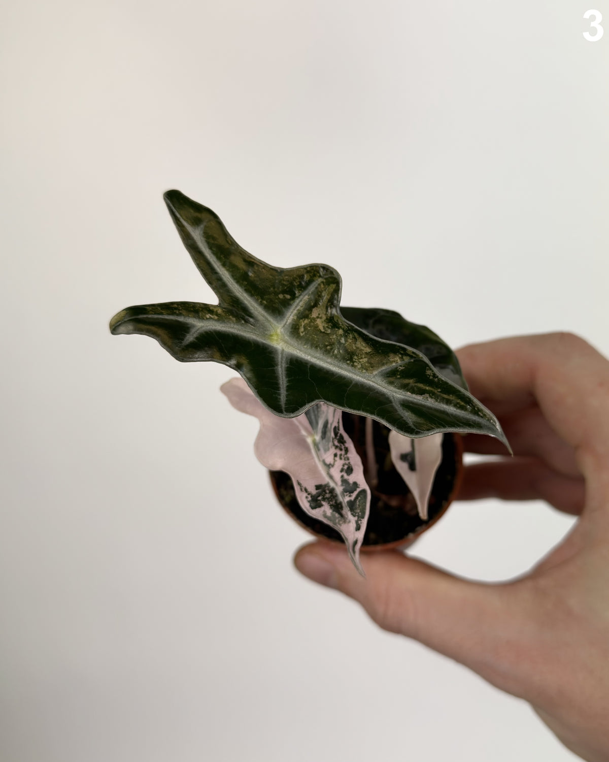 Alocasia Nobilis Pink WW