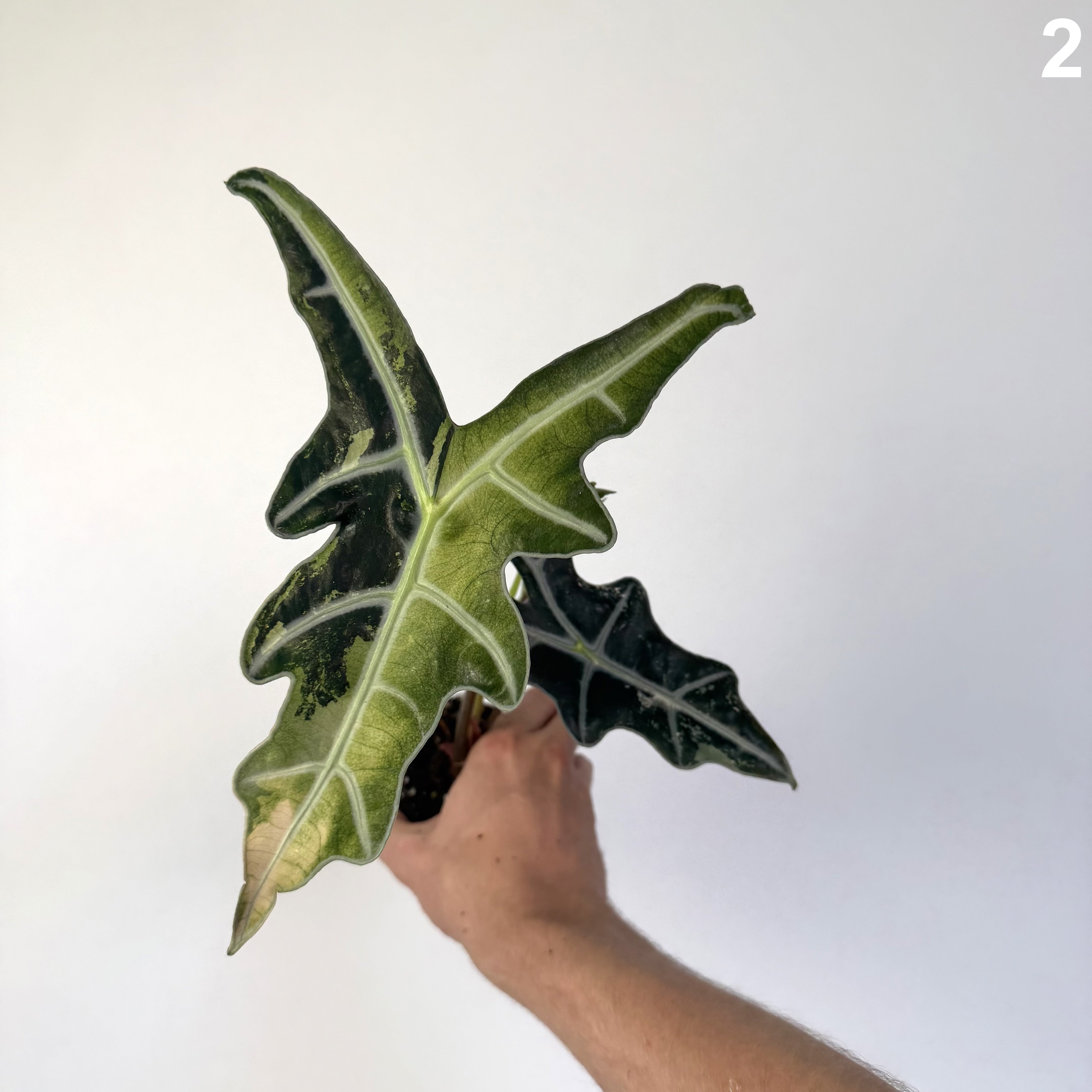 Alocasia Nobilis Pink WW