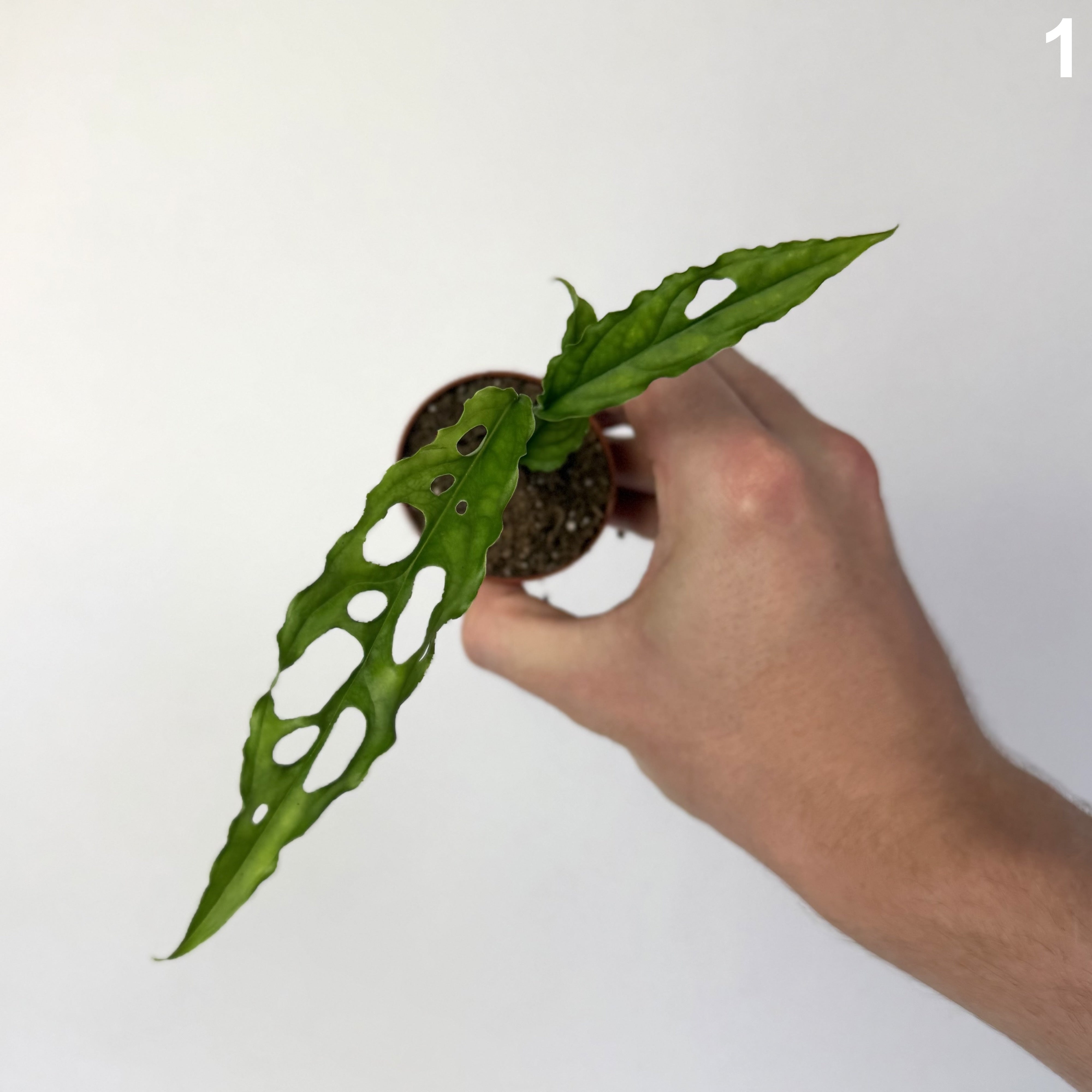 Monstera Obliqua Peru WW