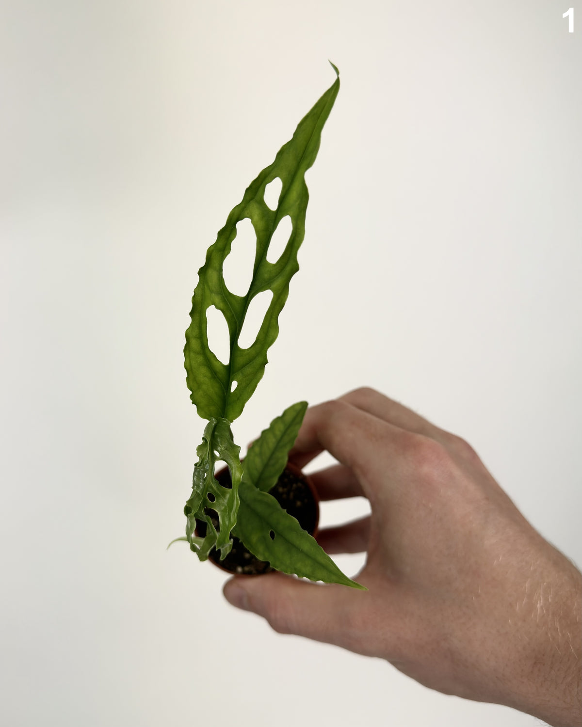 Monstera Obliqua Peru WW