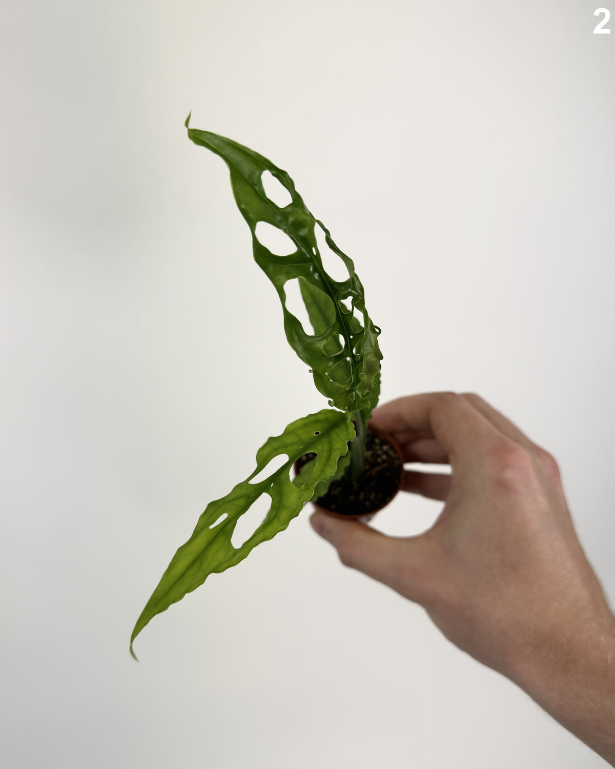 Monstera Obliqua Peru WW