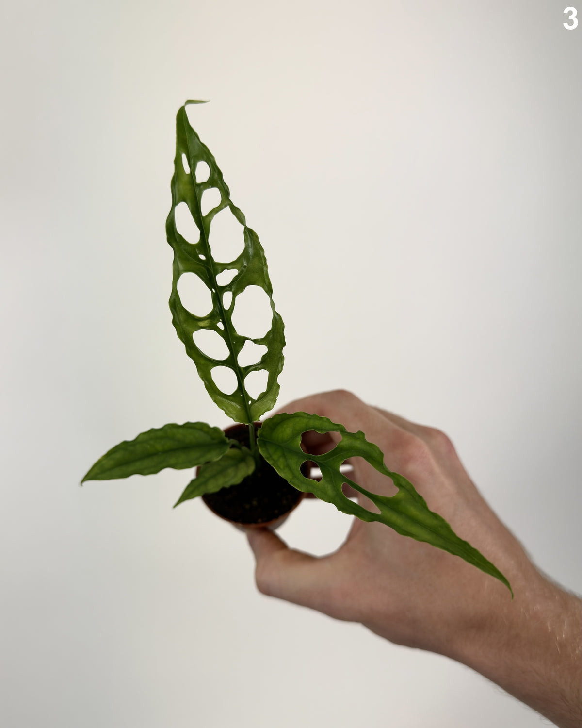 Monstera Obliqua Peru WW