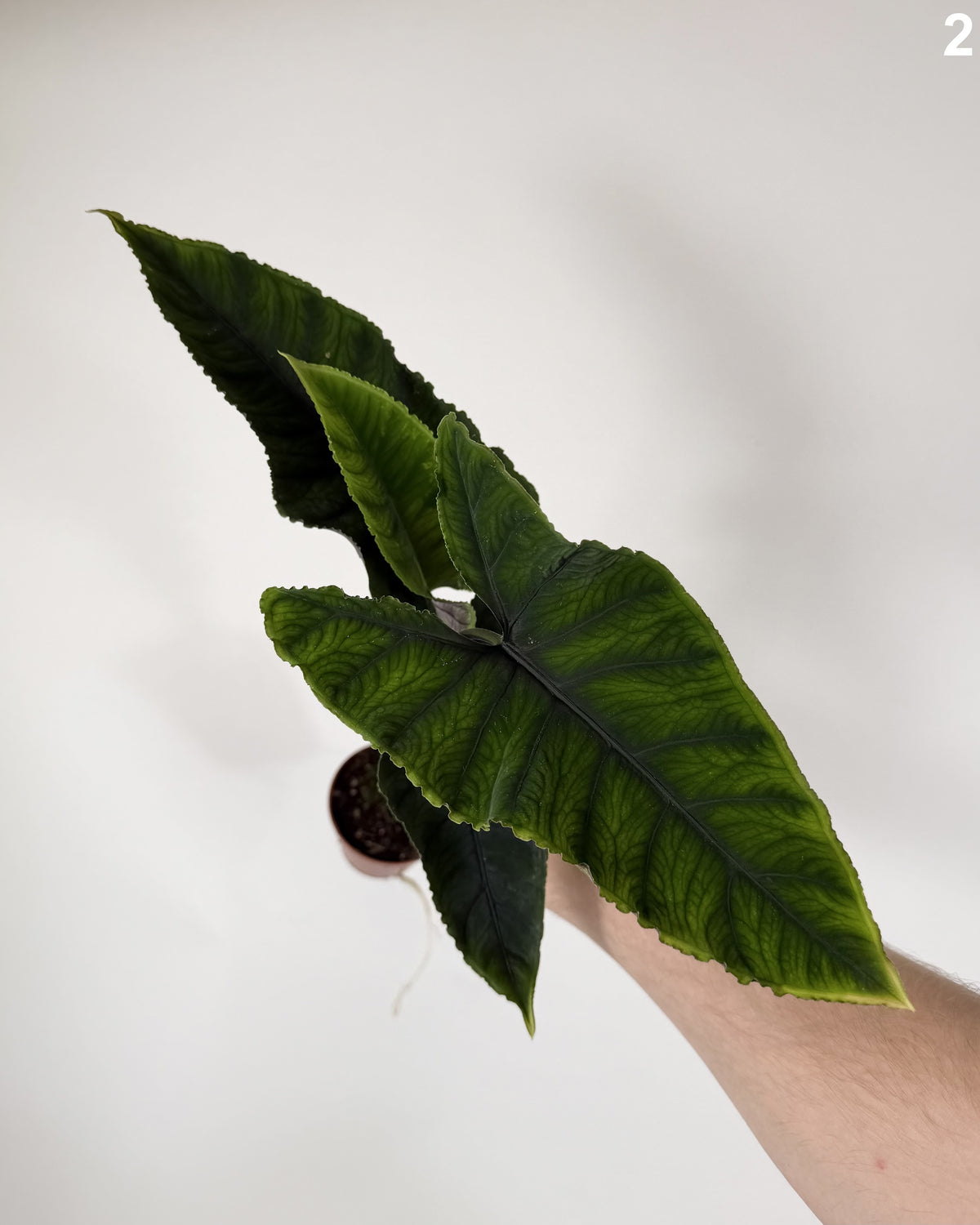 Alocasia Olanii WW