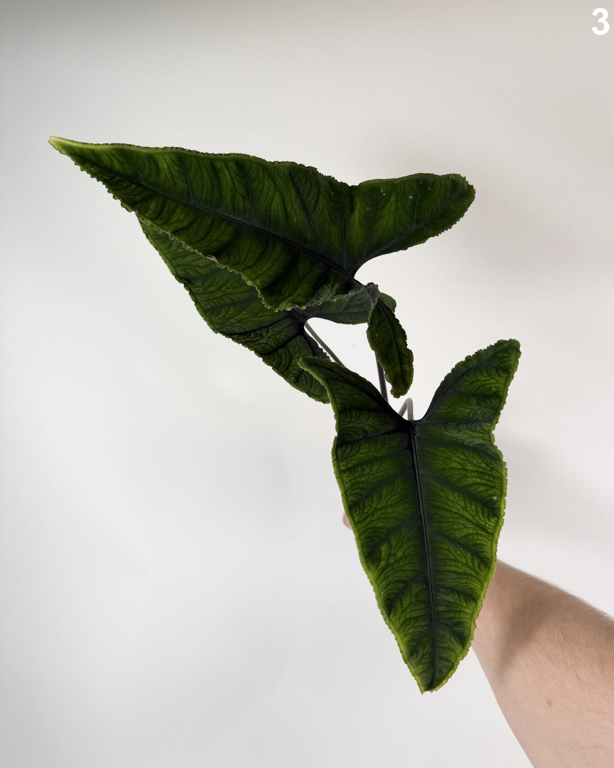 Alocasia Olanii WW