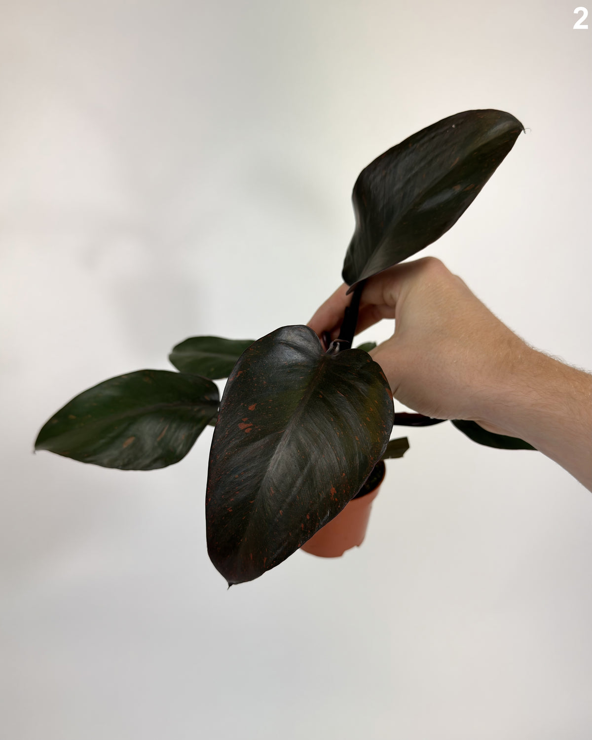 Philodendron Orange Princess Variegata WW
