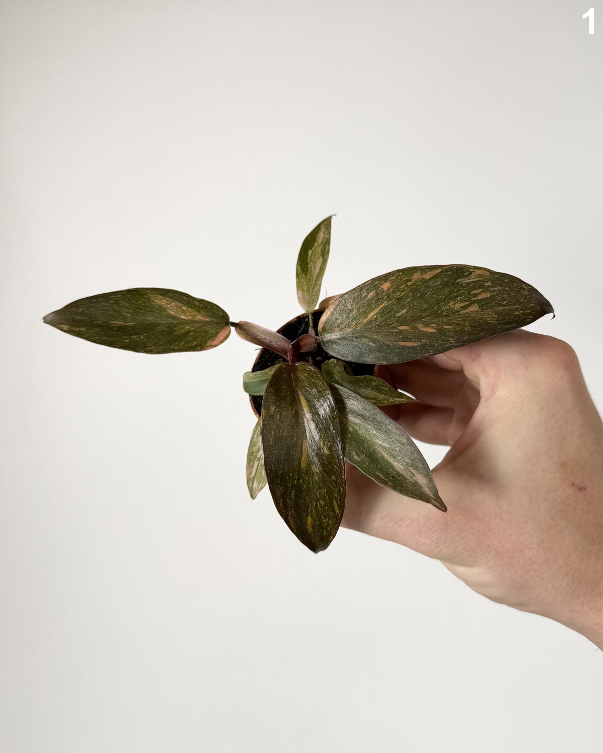 Philodendron Orange Princess Variegata WW