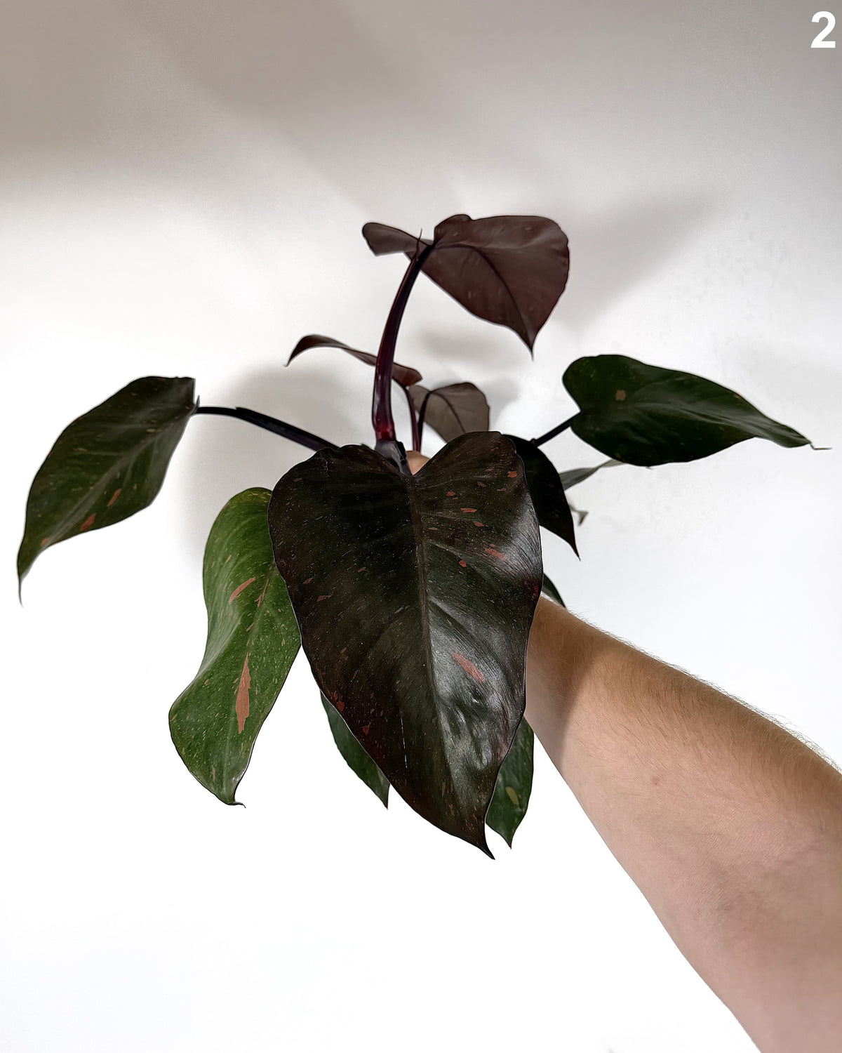 Philodendron Orange Princess Variegata WW