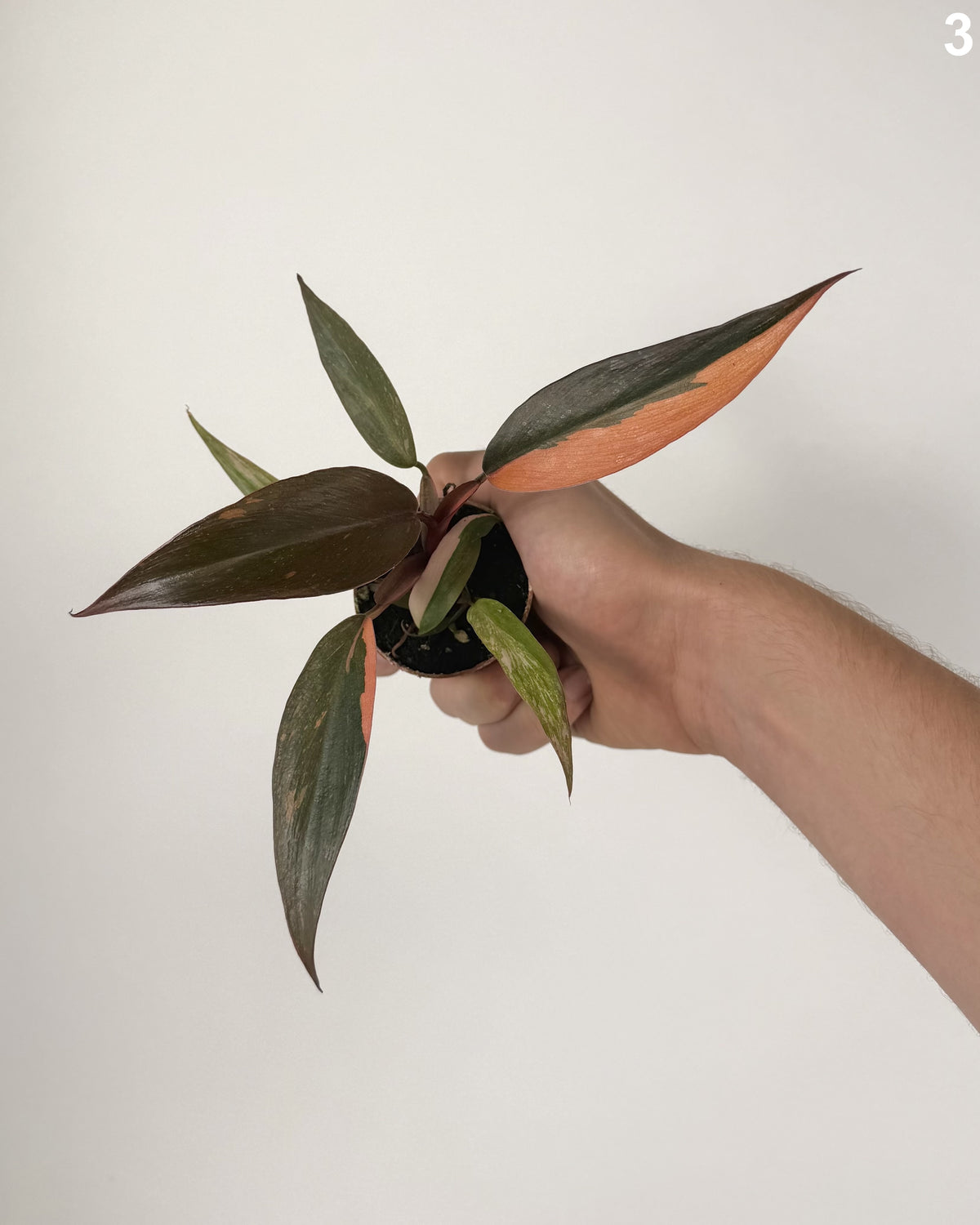 Philodendron Orange Princess Variegata WW