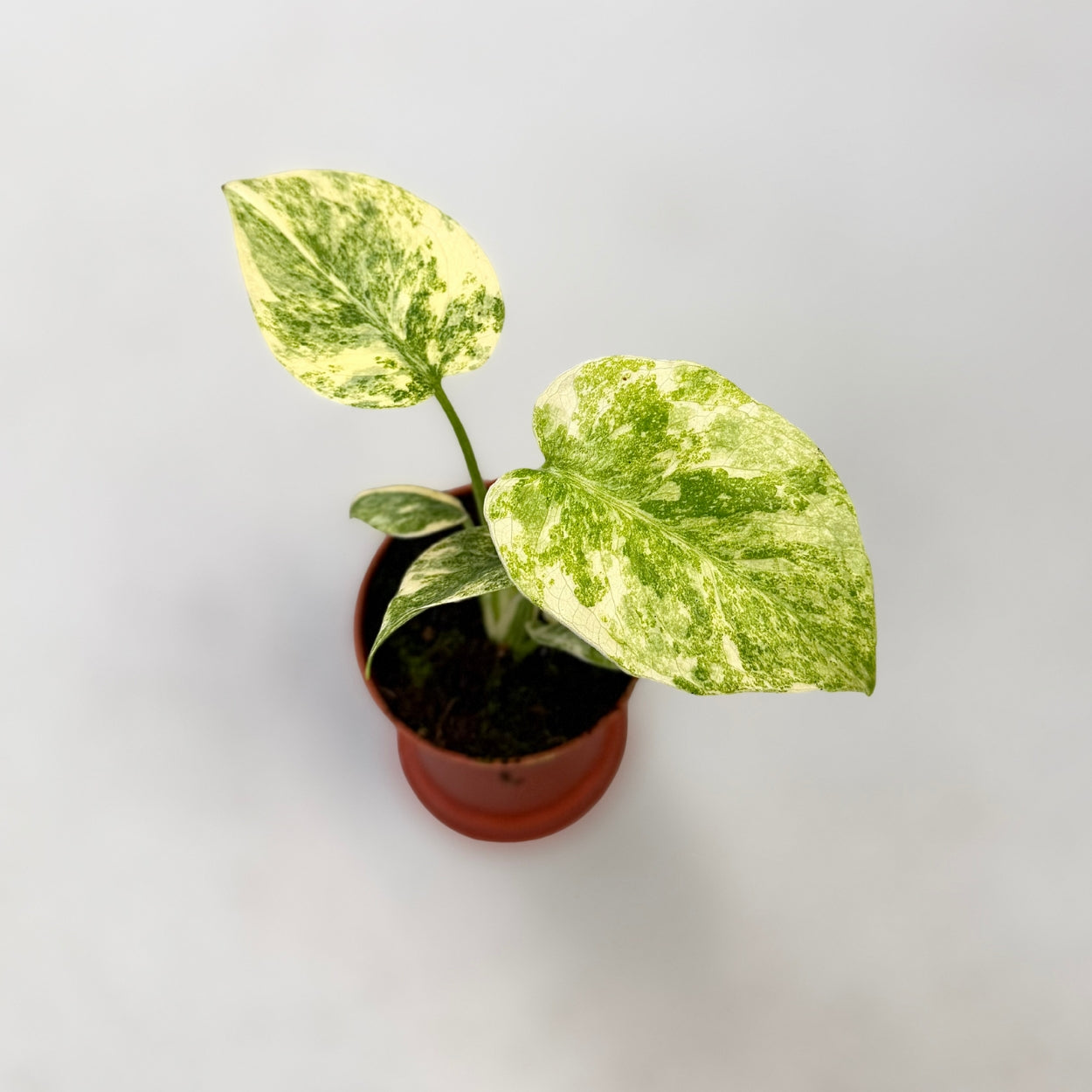 Monstera Deliciosa Green Snow