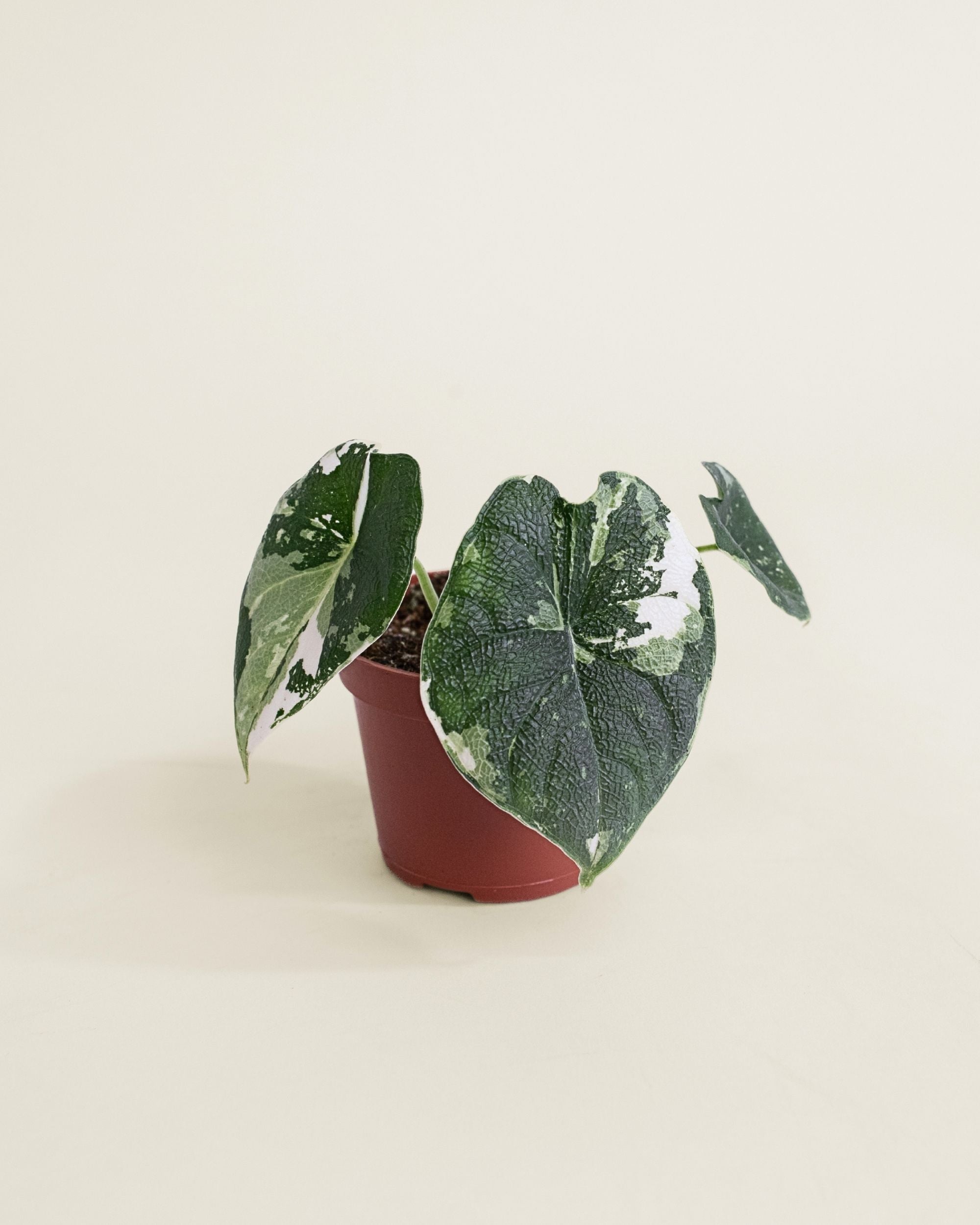 Alocasia Melo Albo