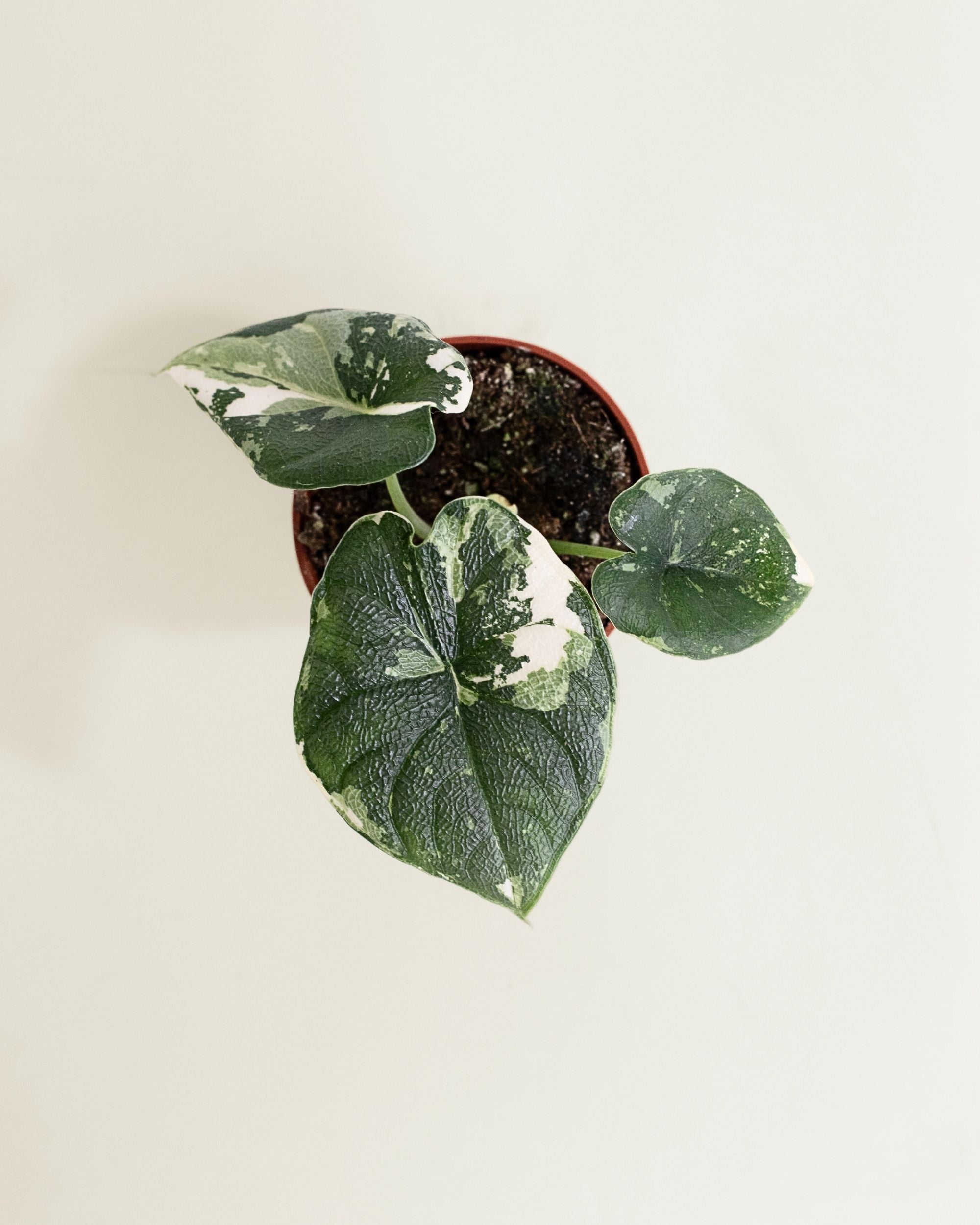 Alocasia Melo Albo