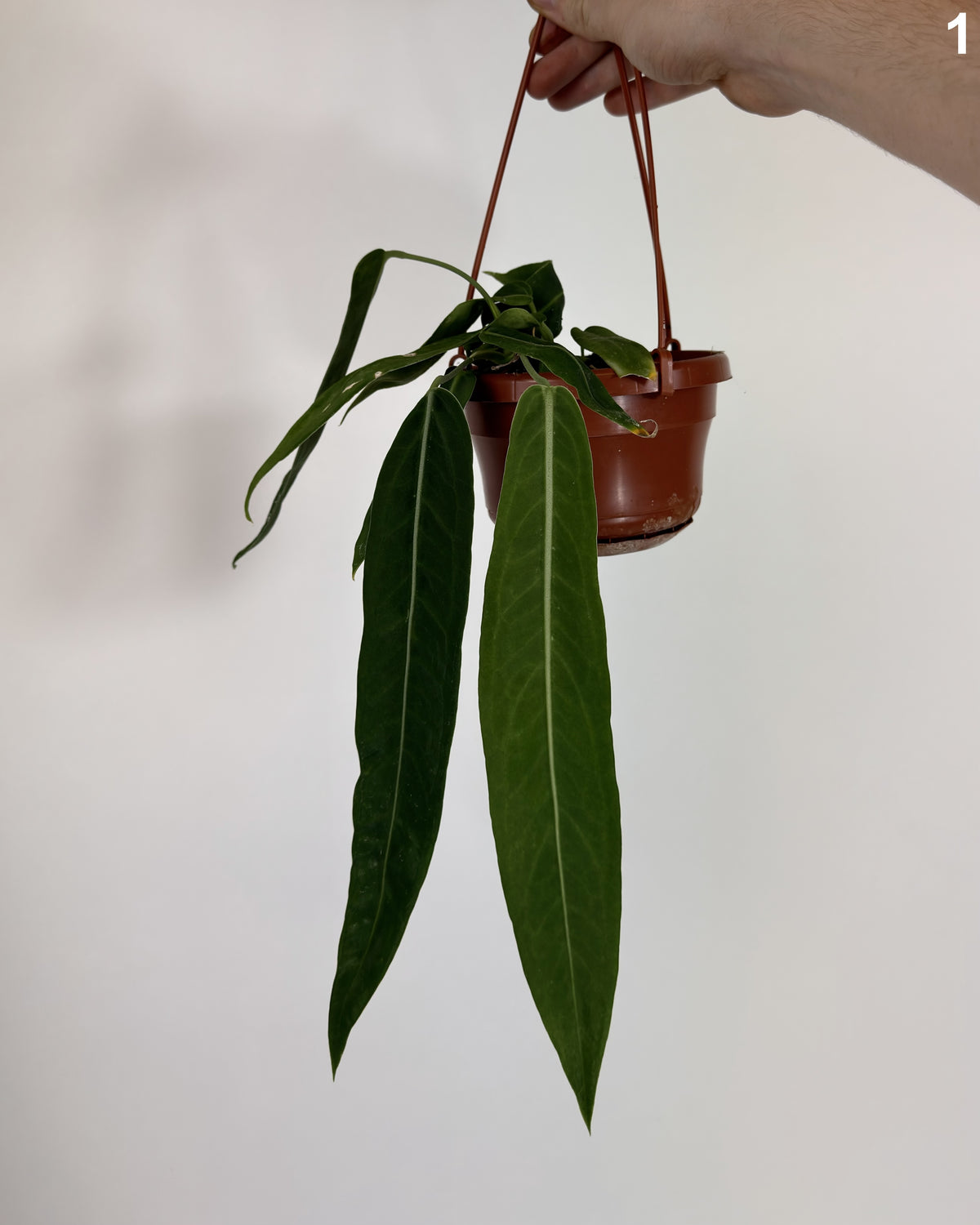 Anthurium Pallidiflorum WW