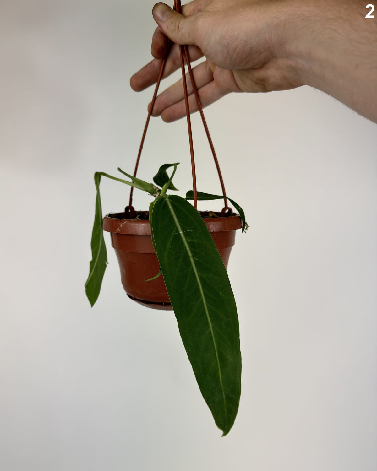 Anthurium Pallidiflorum WW