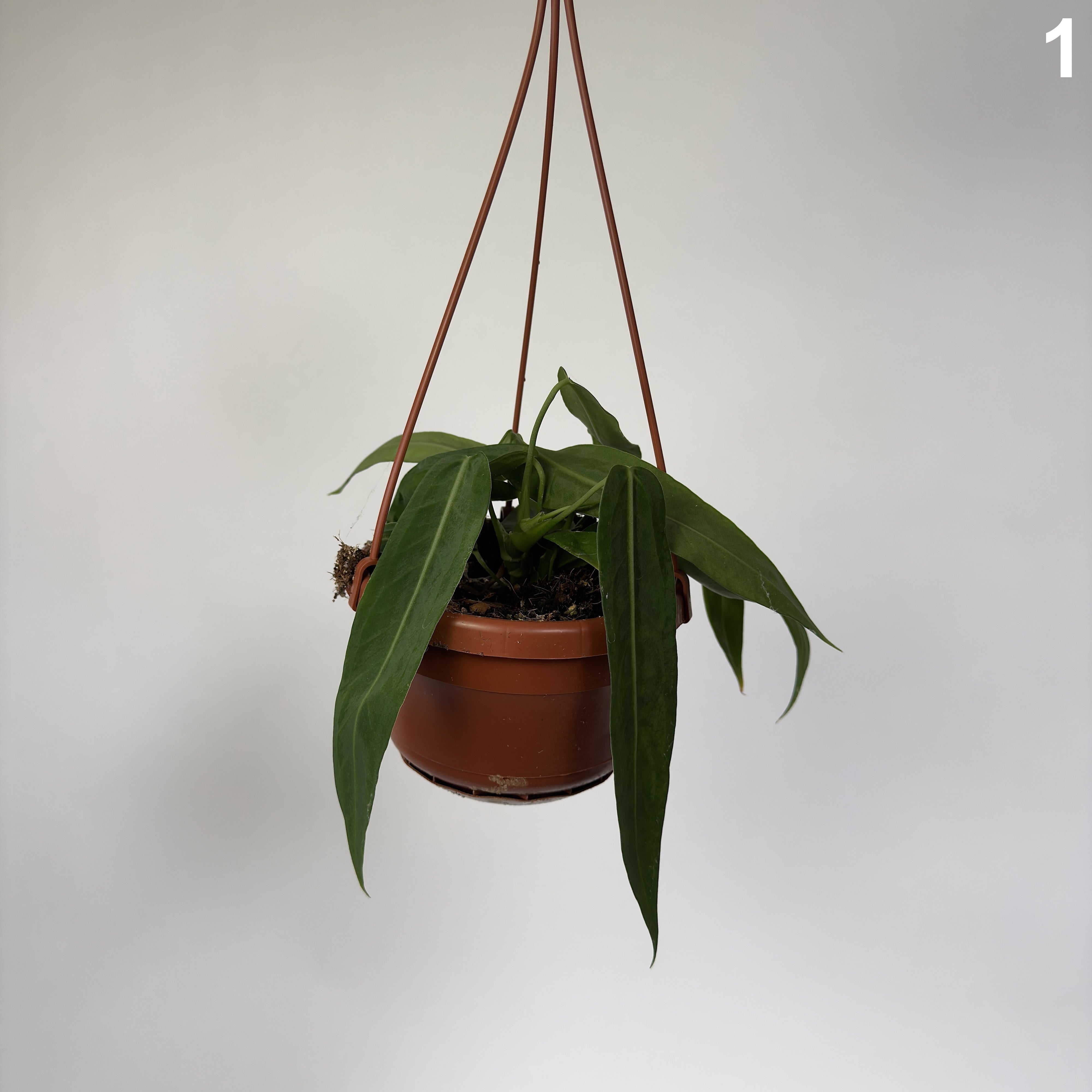 Anthurium Pallidiflorum WW