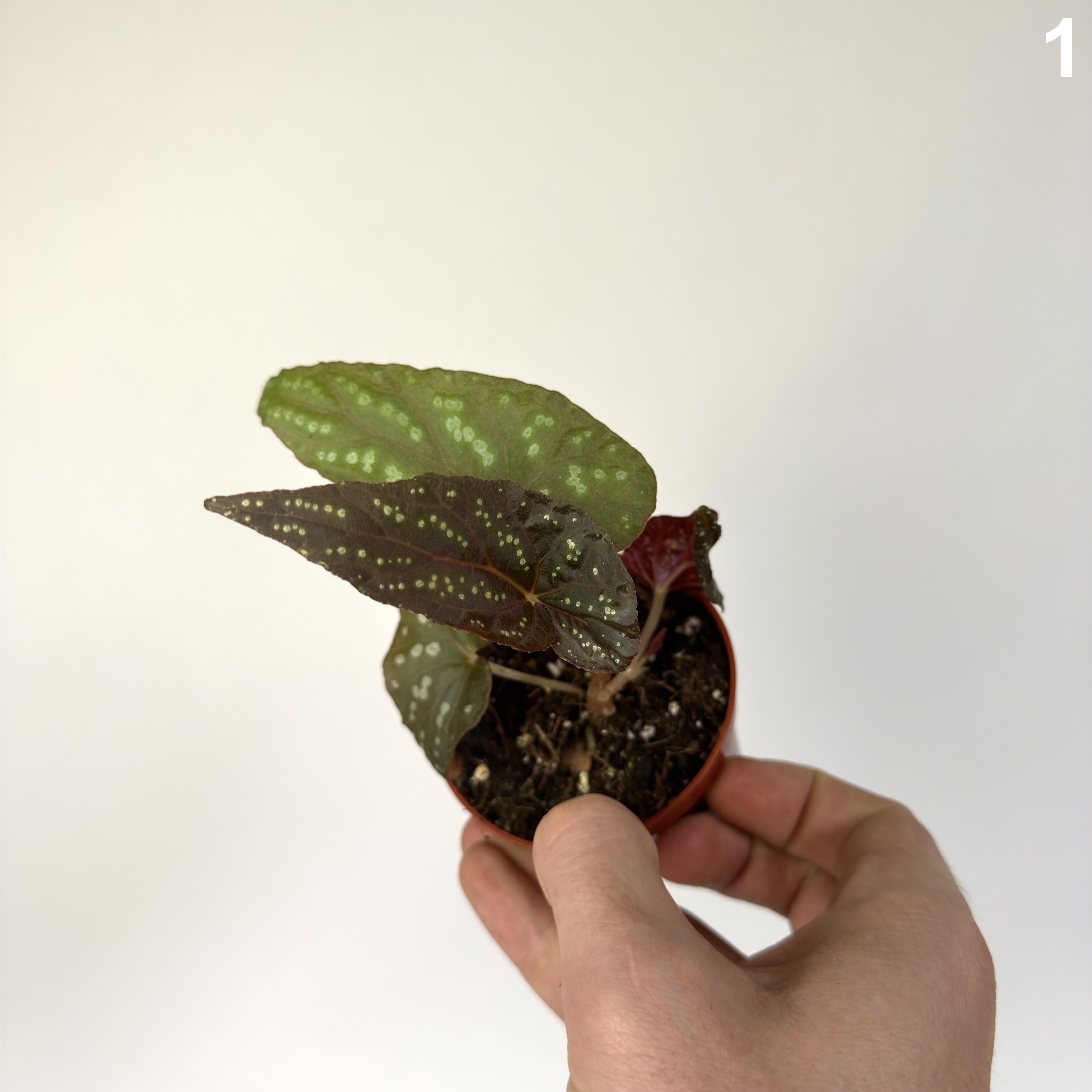 Begonia Pandora WW