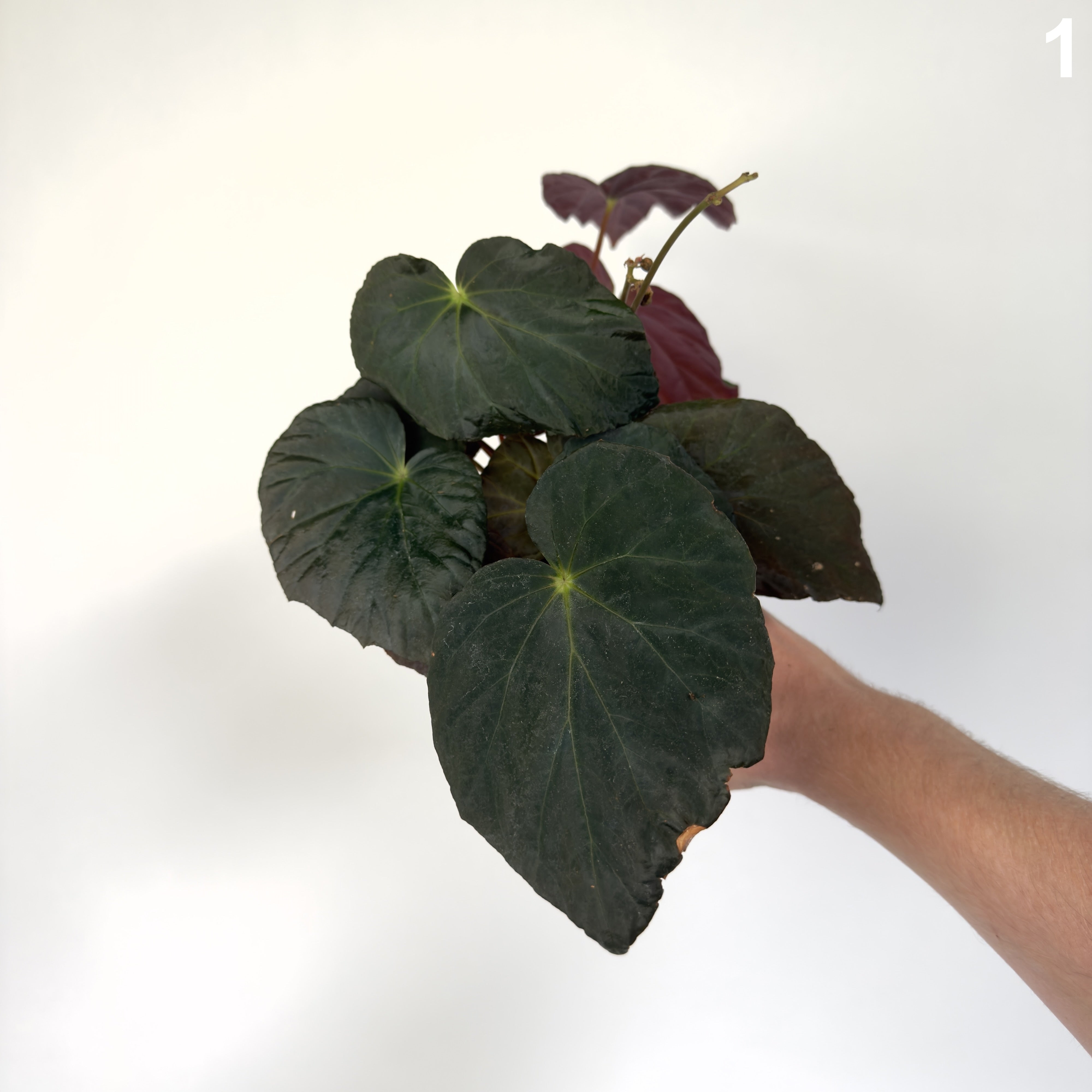 Begonia Pavovina WW
