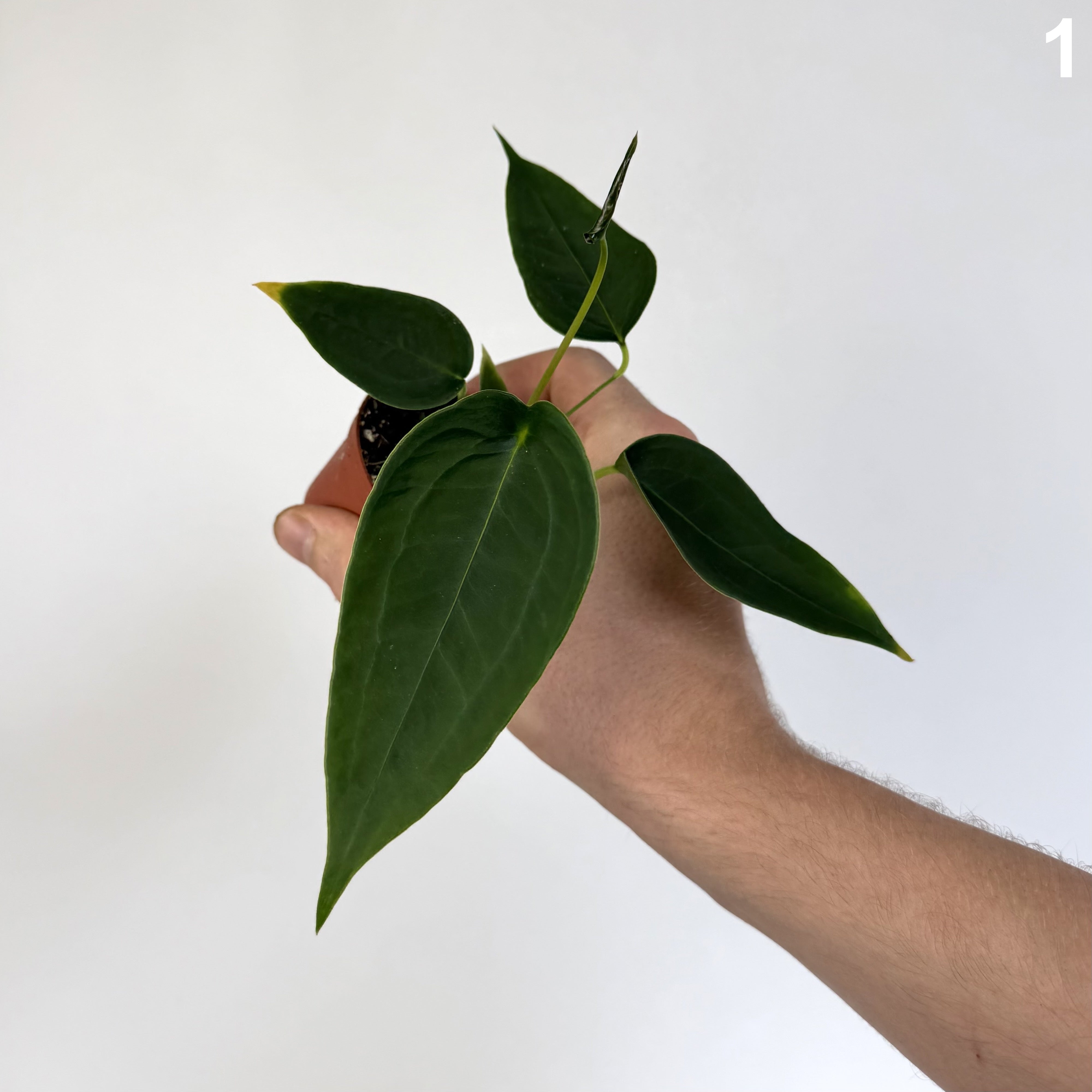 Anthurium Peltigerum WW