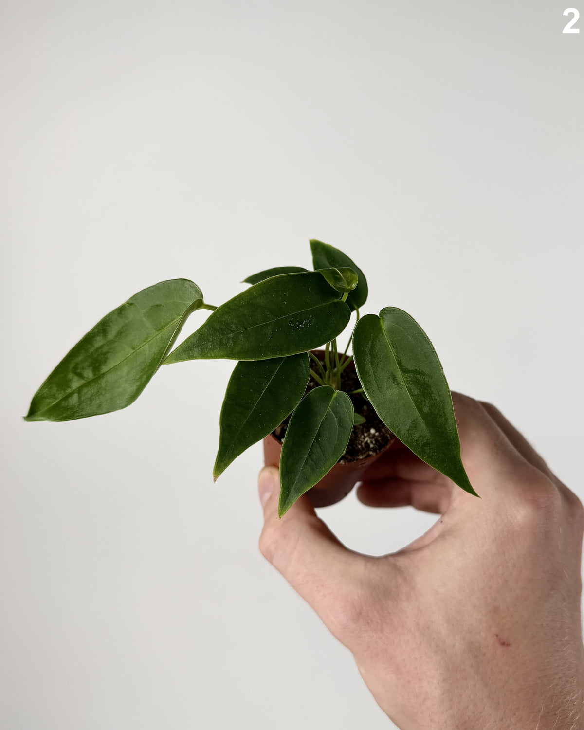 Anthurium Peltigerum WW