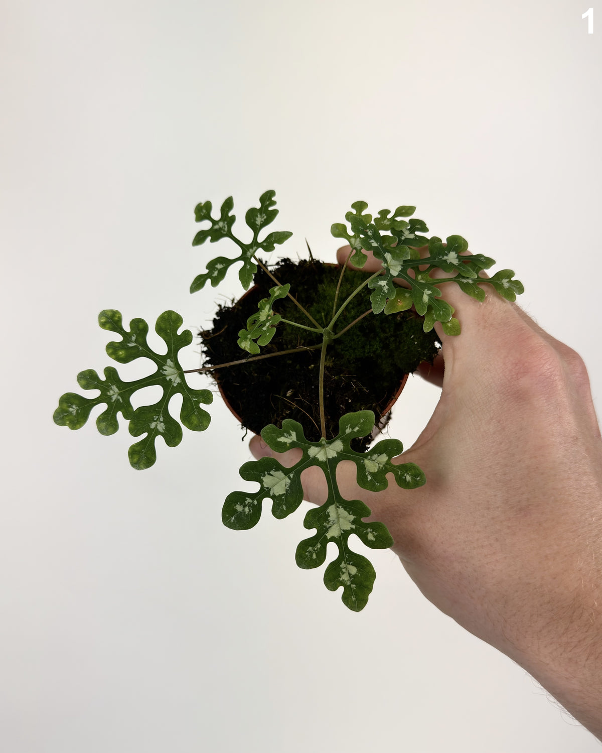 Adenia Perrieri WW