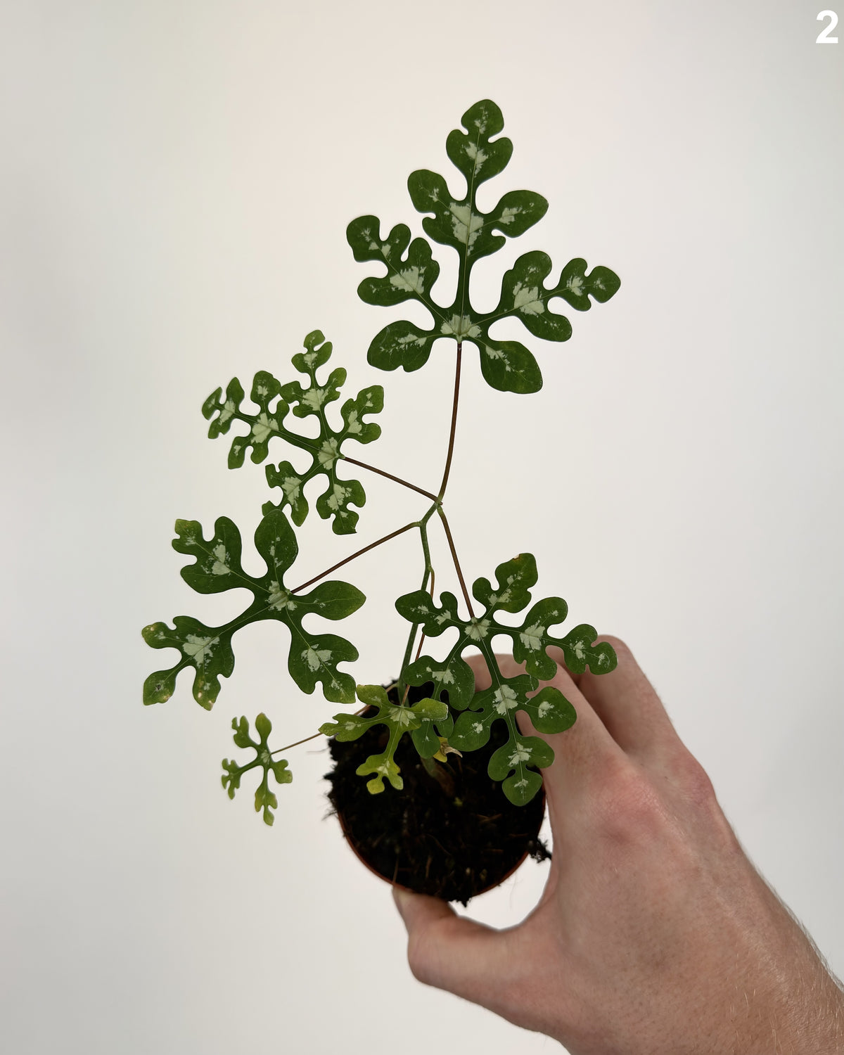 Adenia Perrieri WW