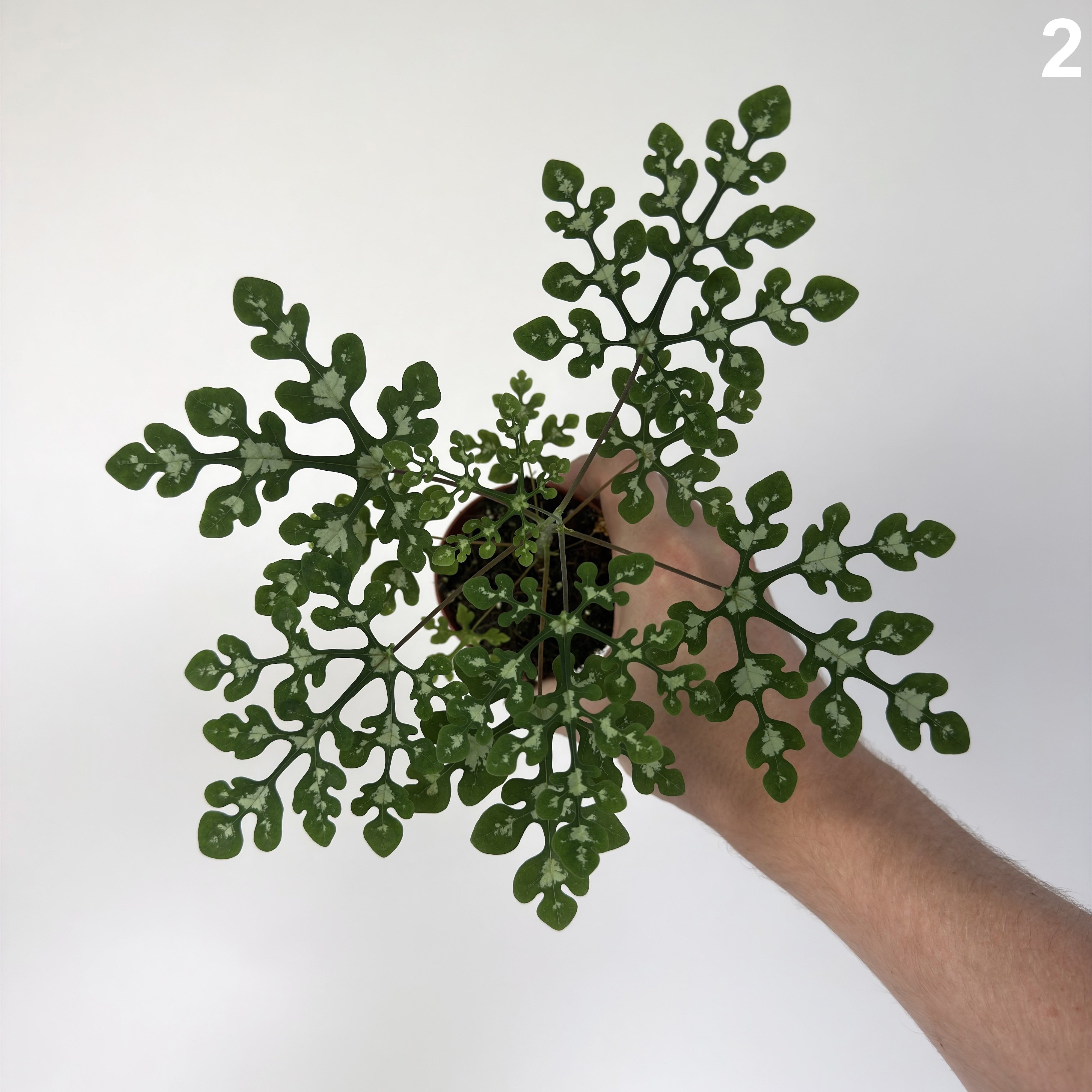 Adenia Perrieri WW