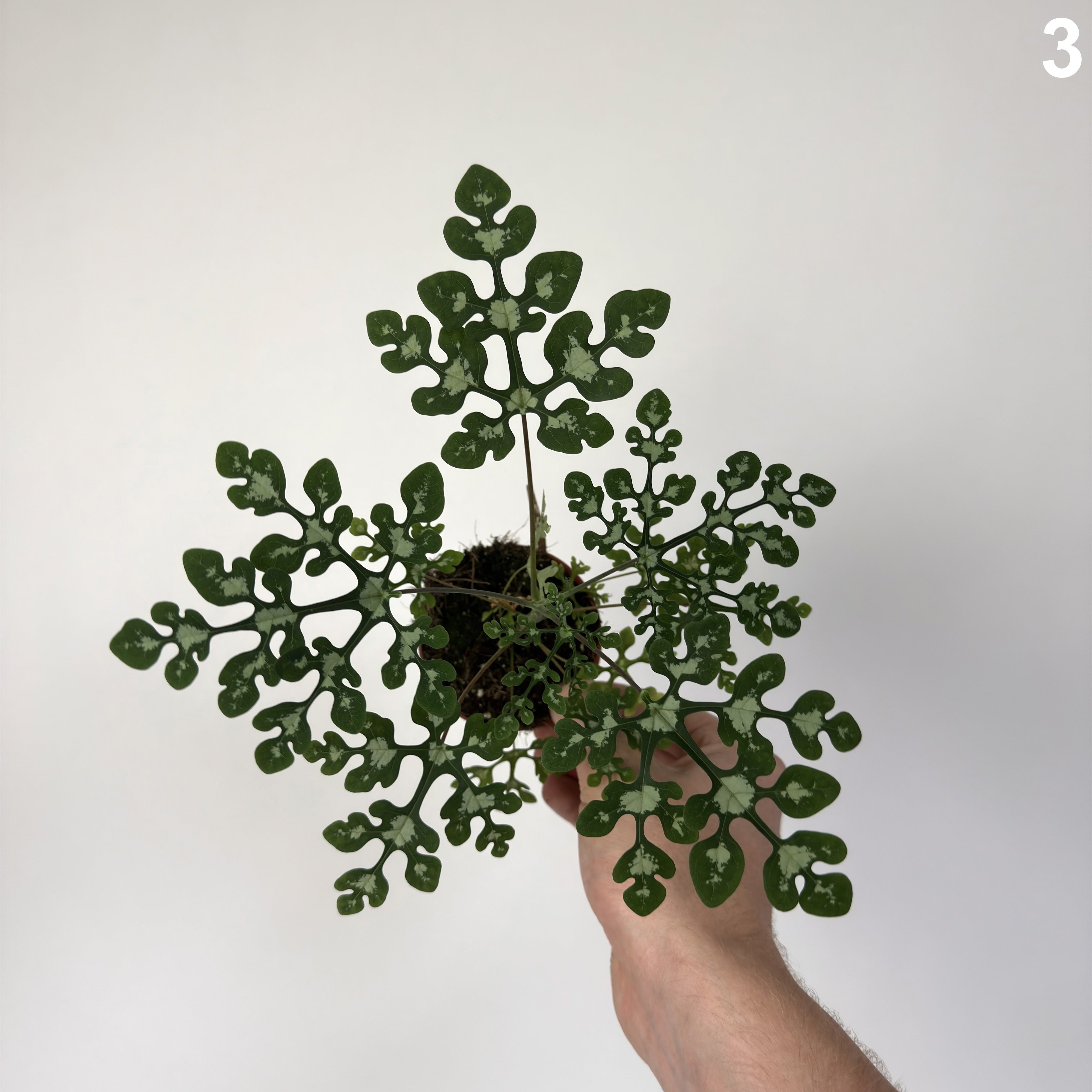 Adenia Perrieri WW