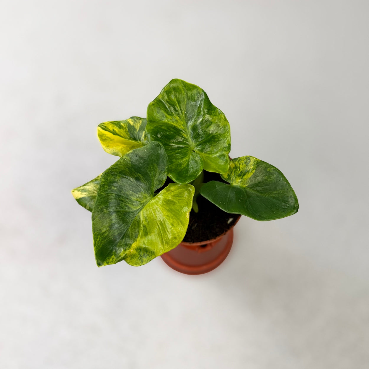 Philodendron Atom Aurea Variegata by Downtown Plant Club