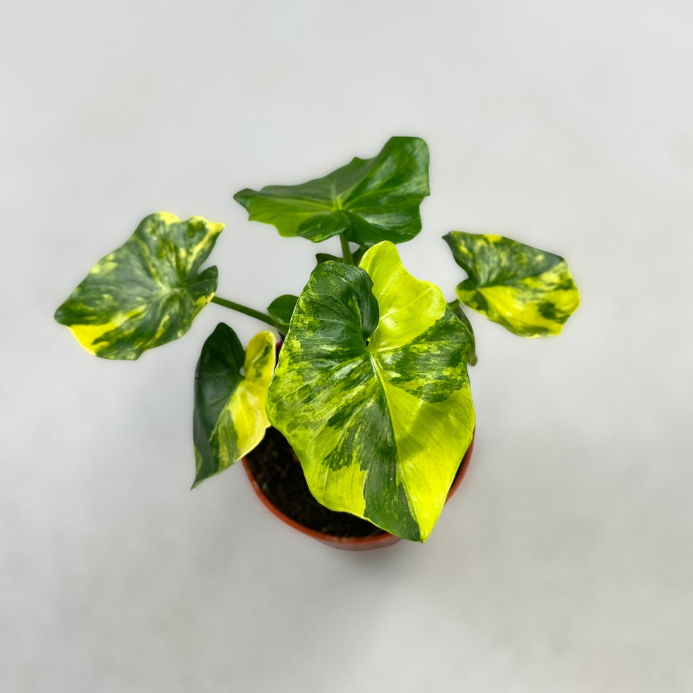 Philodendron Atom Variegata - Downtown Plant Club