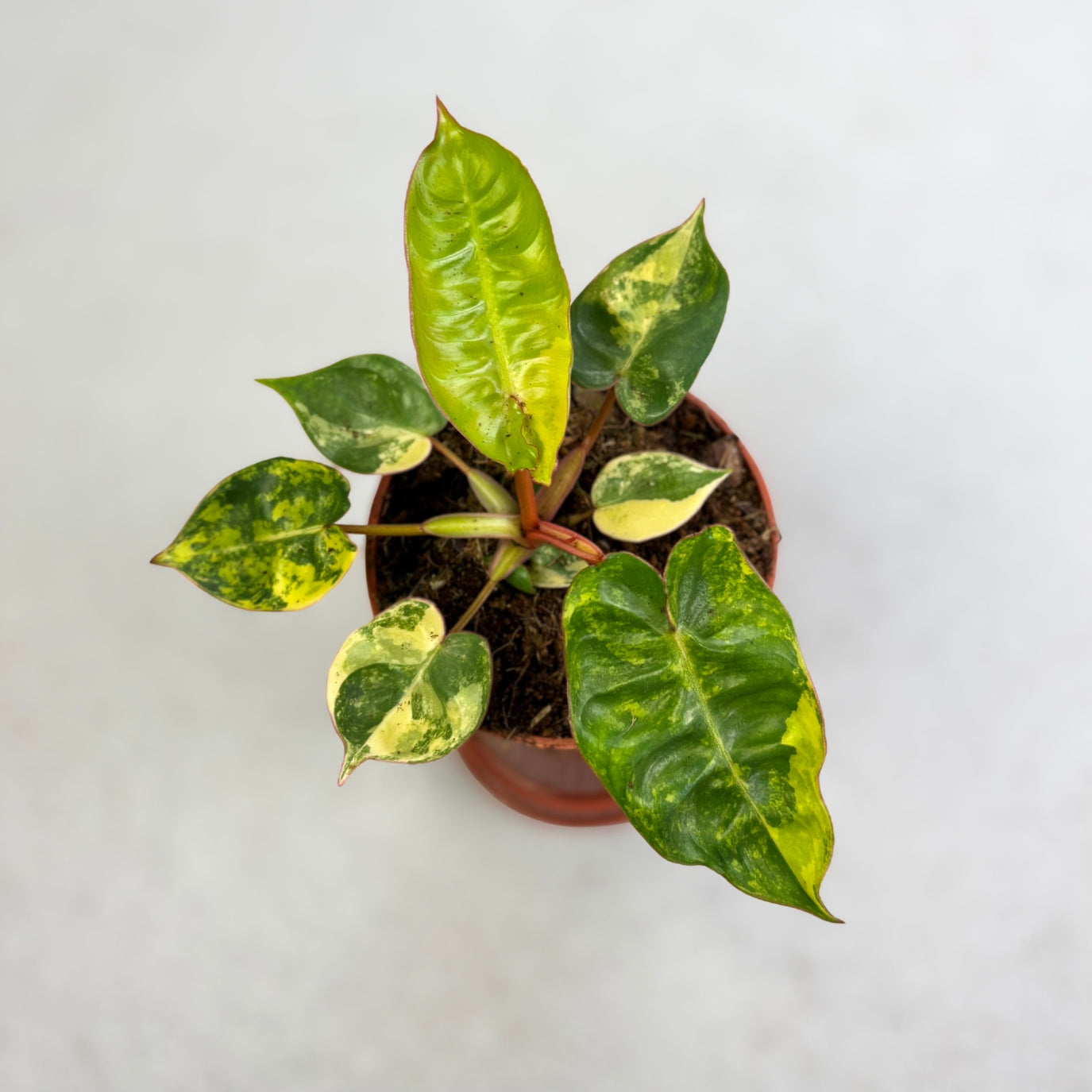 Philodendron Billietiae Variegata by Downtown Plant Club
