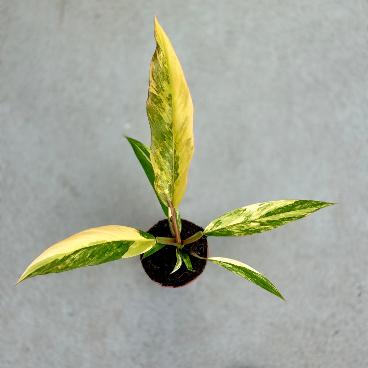 Philodendron-Caramel-Marble-