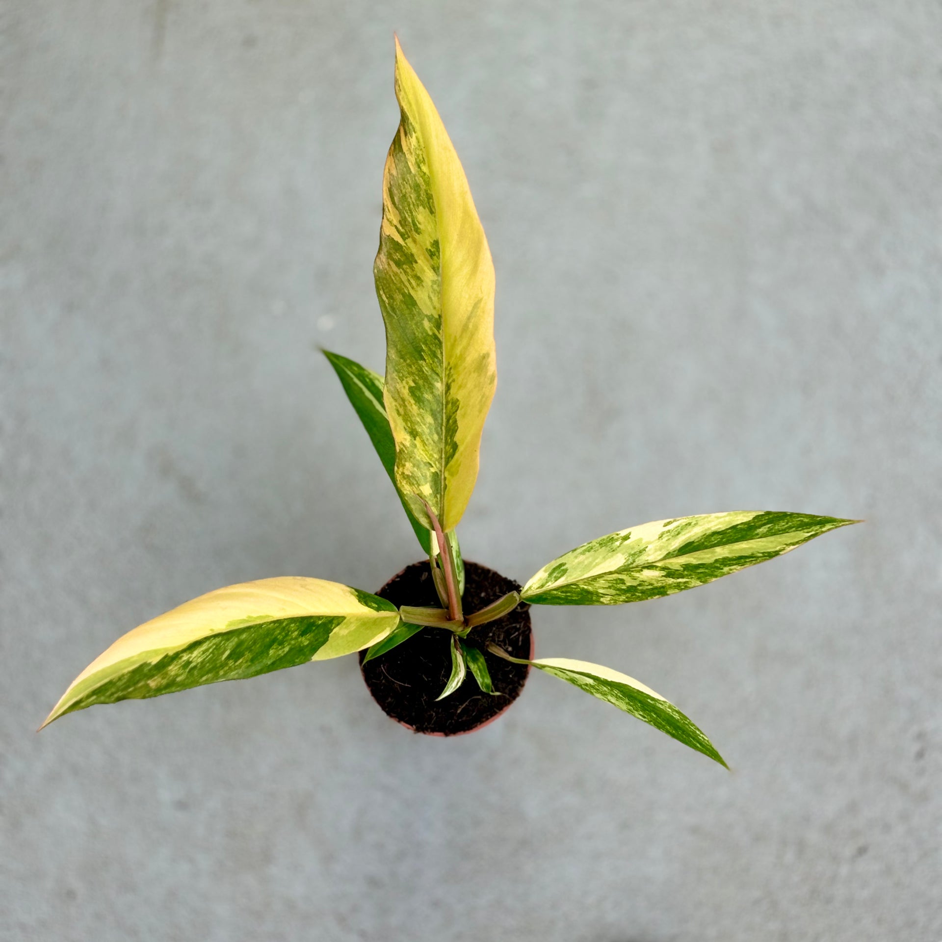 その他観葉植物 Philodendron Caramel Marble Variegata DEB331B8-4BEA-49C7-9544-