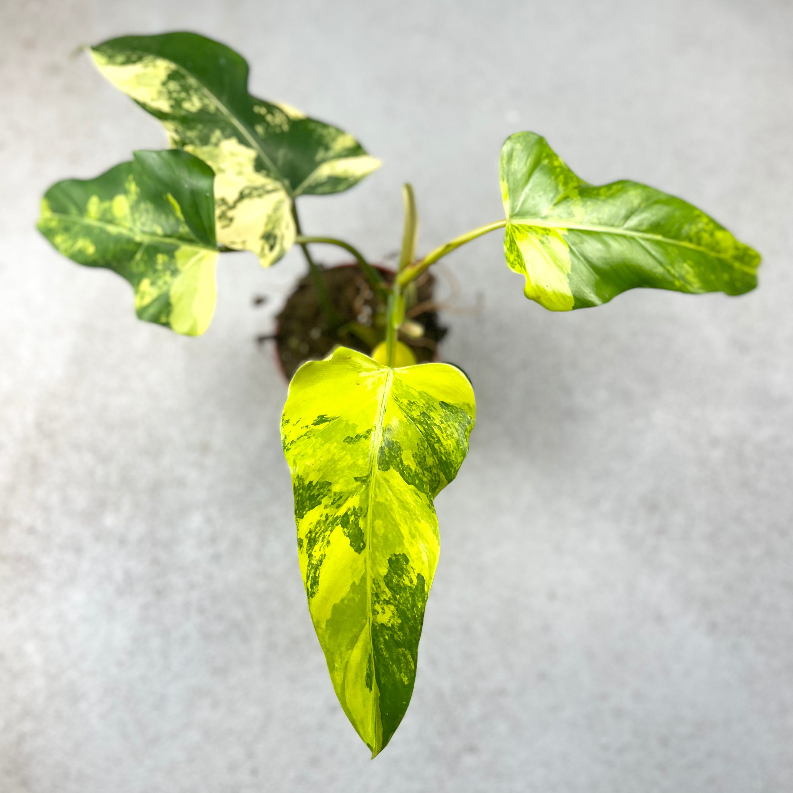 Philodendron Domesticum Variegata - Downtown Plant Club