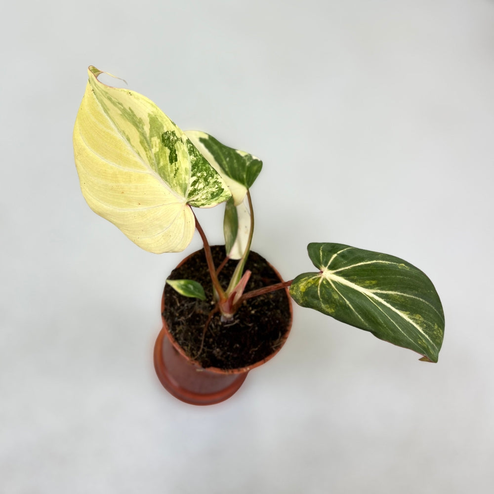 Philodendron Gloriosum Variegata - Downtown Plant Club