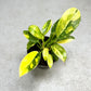 Philodendron Green Congo Marble - Downtown Plant Club