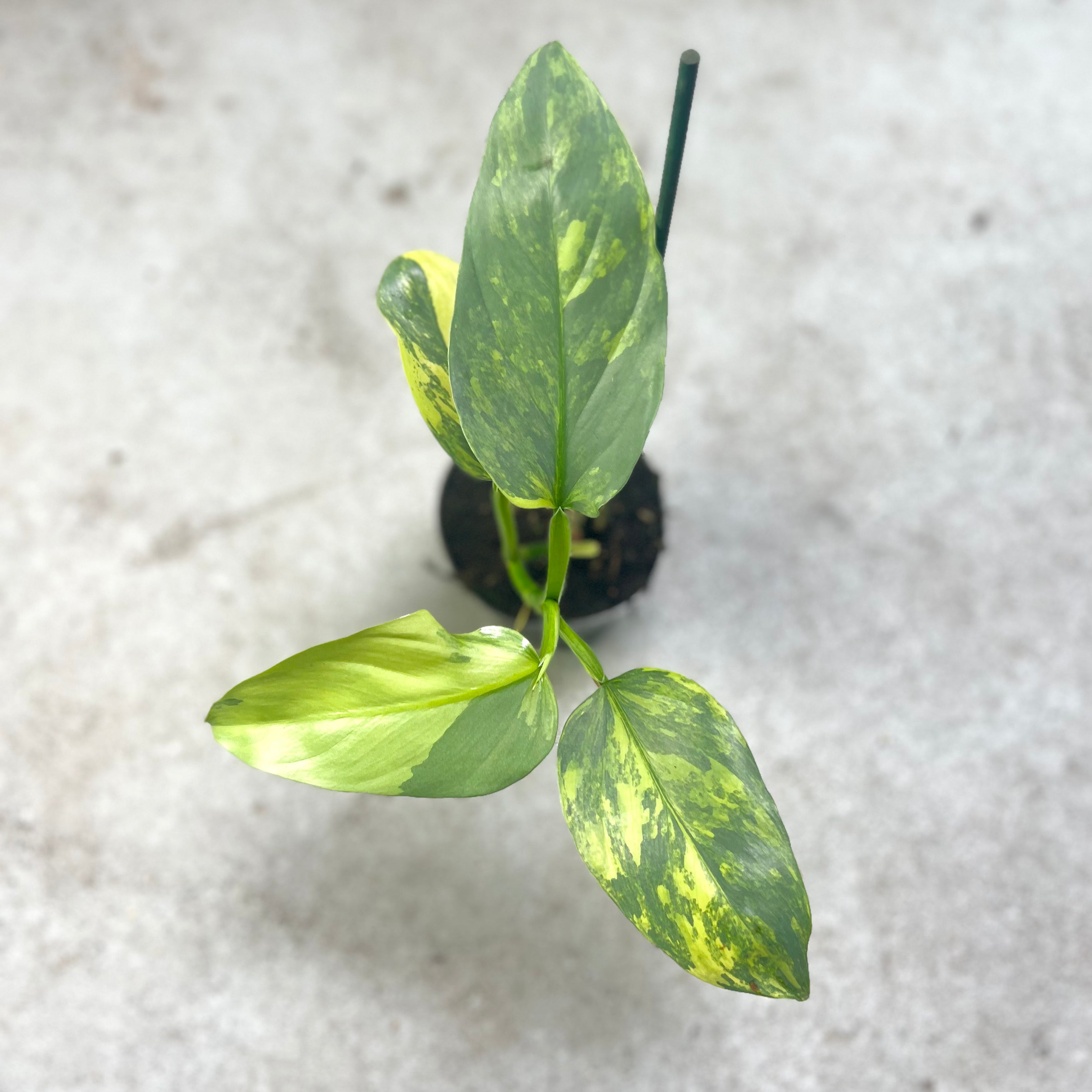 Philodendron Hastatum Silver Sword Variegata - Downtown Plant Club