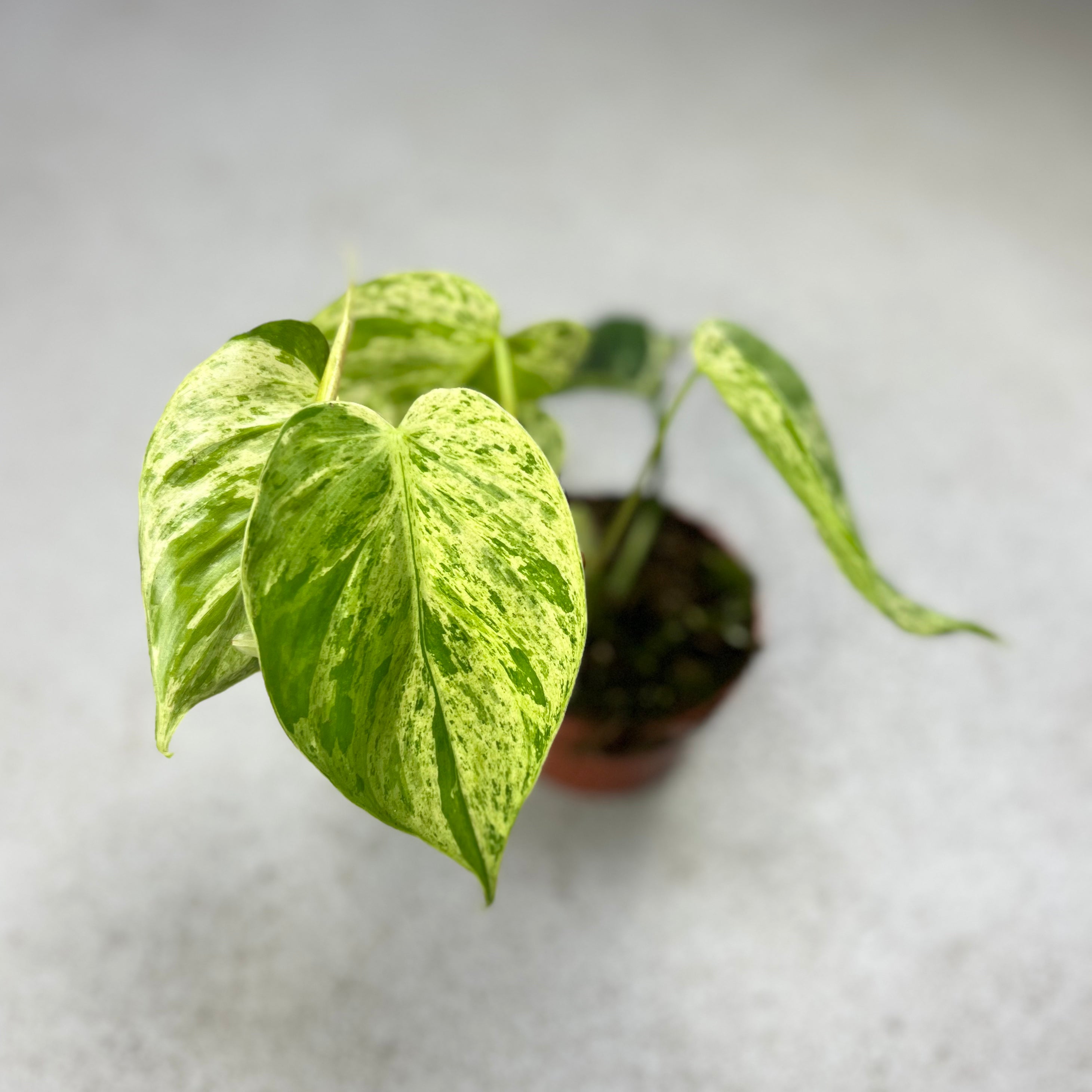 Philodendron Hederaceum Variegata - Downtown Plant Club