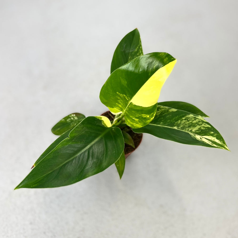 Philodendron Imperial Green Variegata - Downtown Plant Club