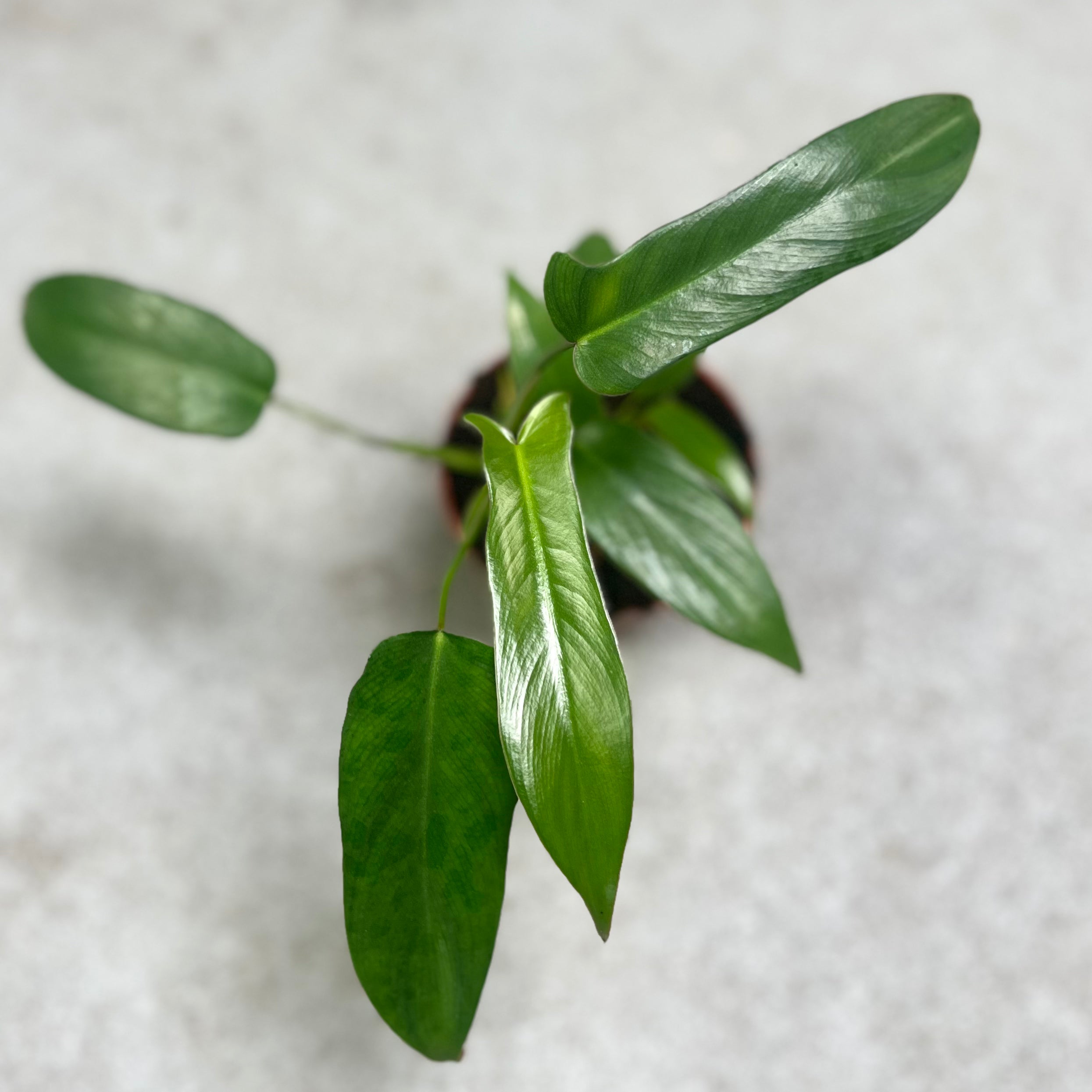 Philodendron Longilobatum - Downtown Plant Club