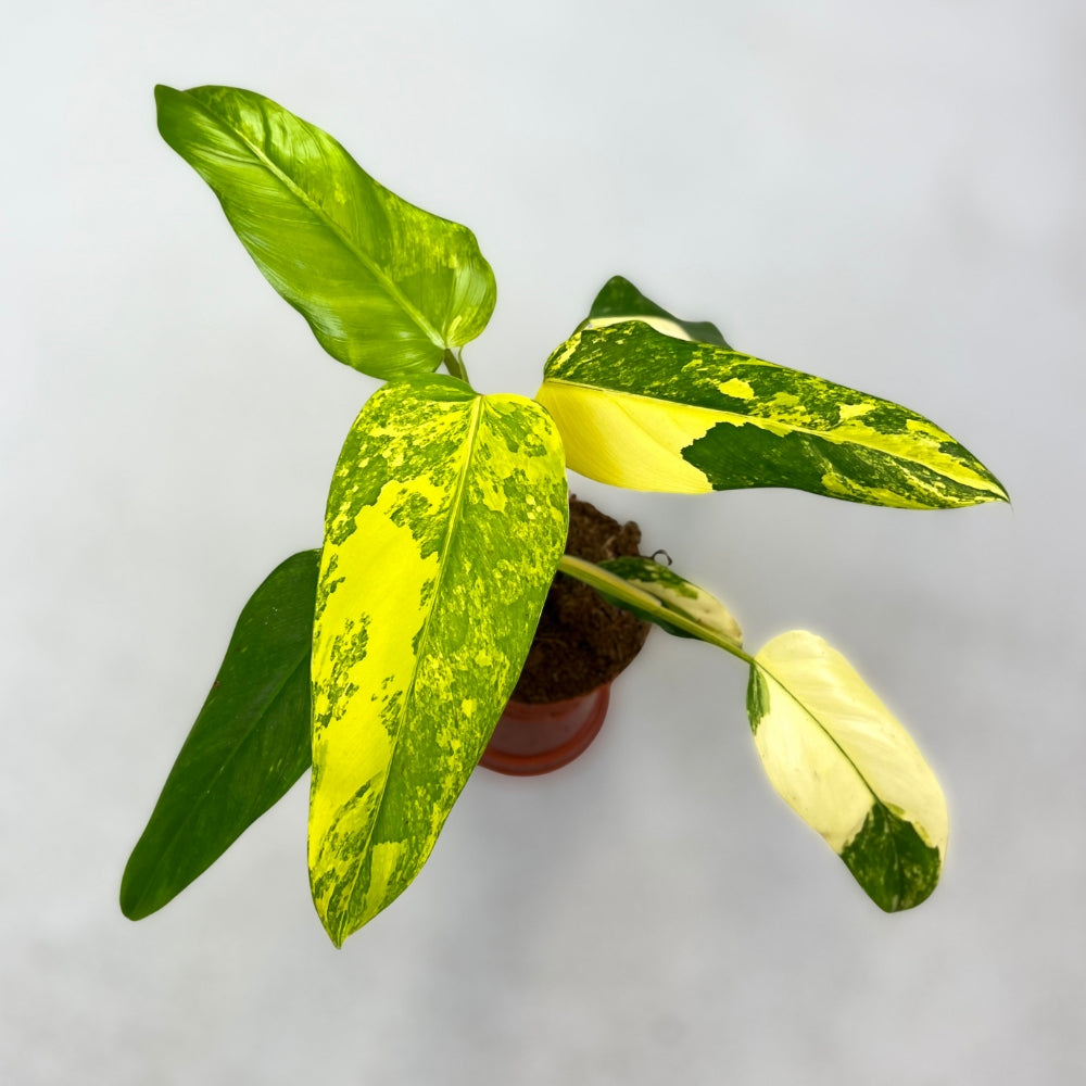 Philodendron Mango Shake Domesticum Variegata - Downtown Plant Club
